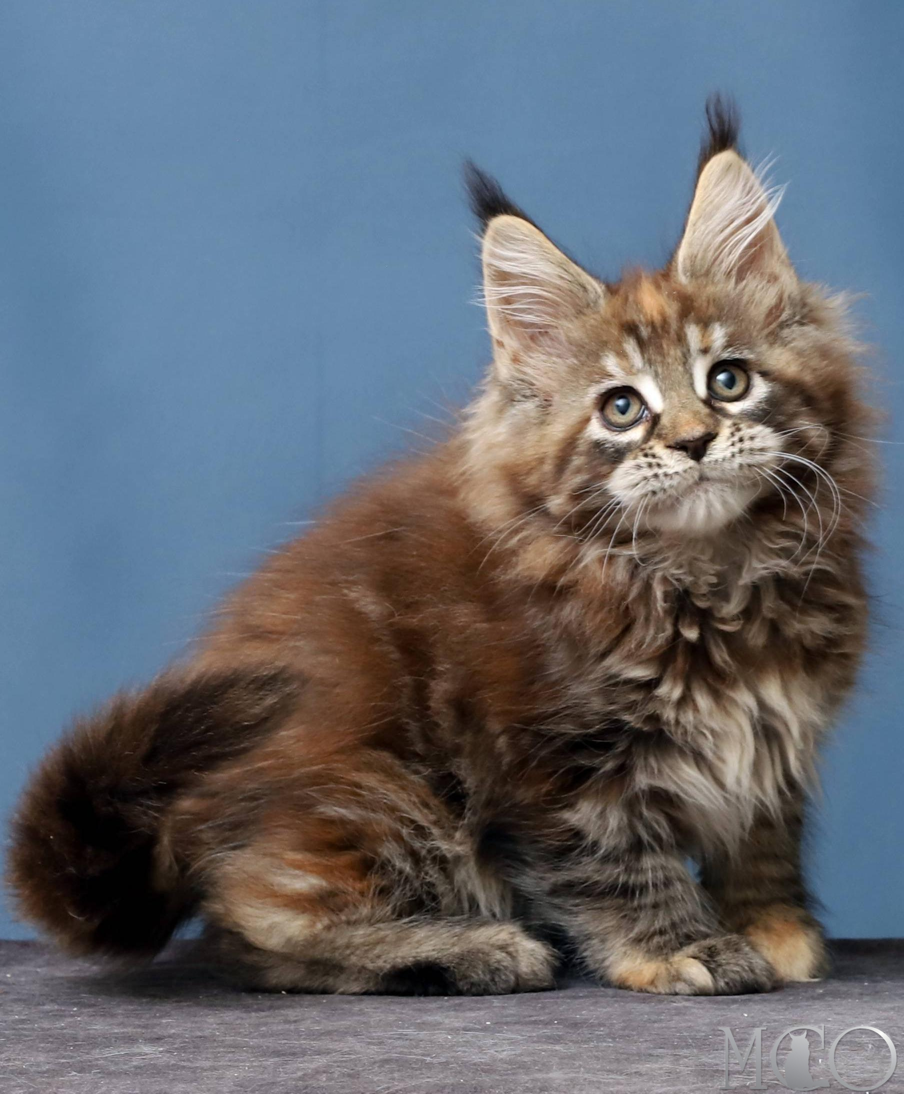 Купить котенка Мейн кун Hanna, f 22