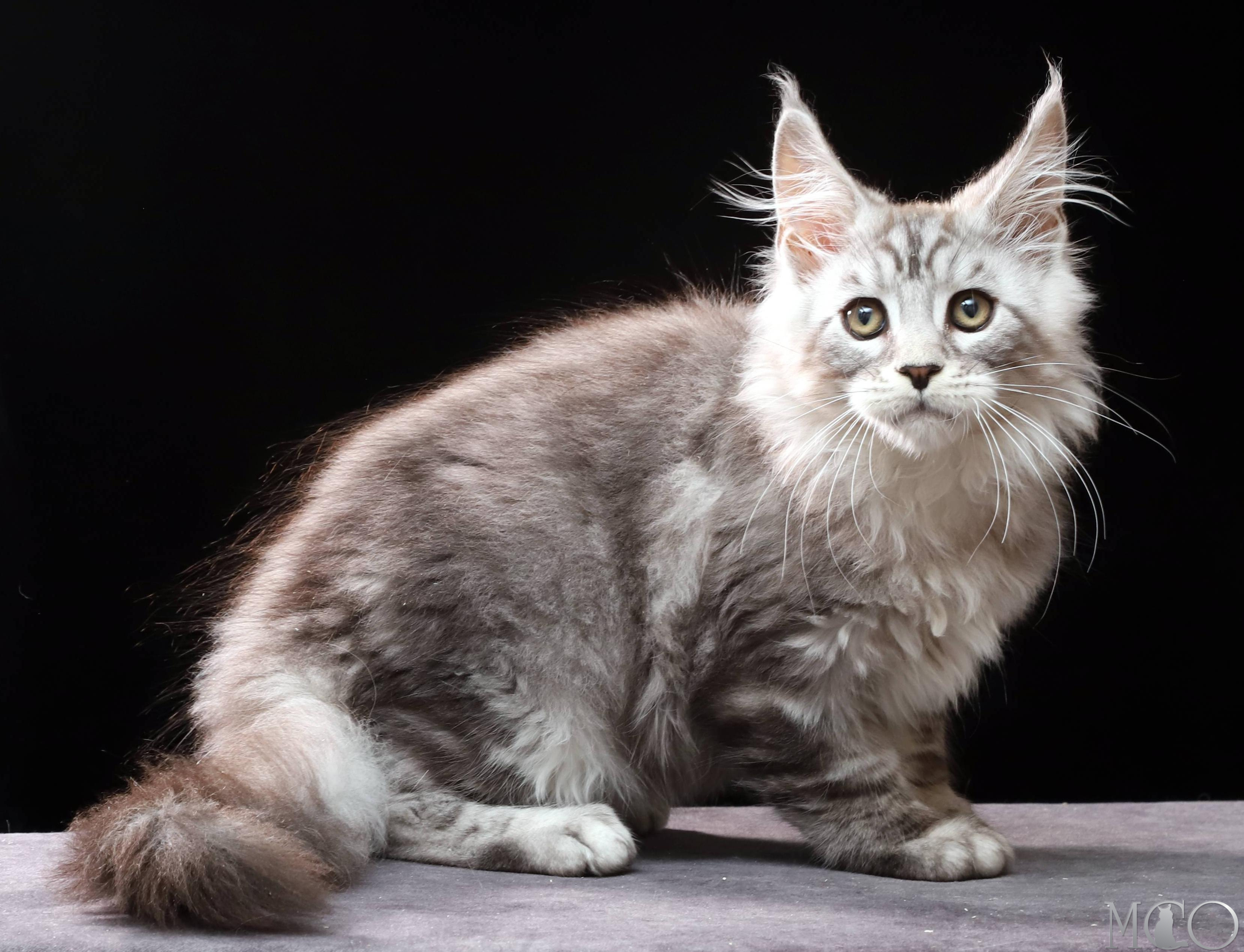 Купить котенка Мейн кун Darwin, ns 22