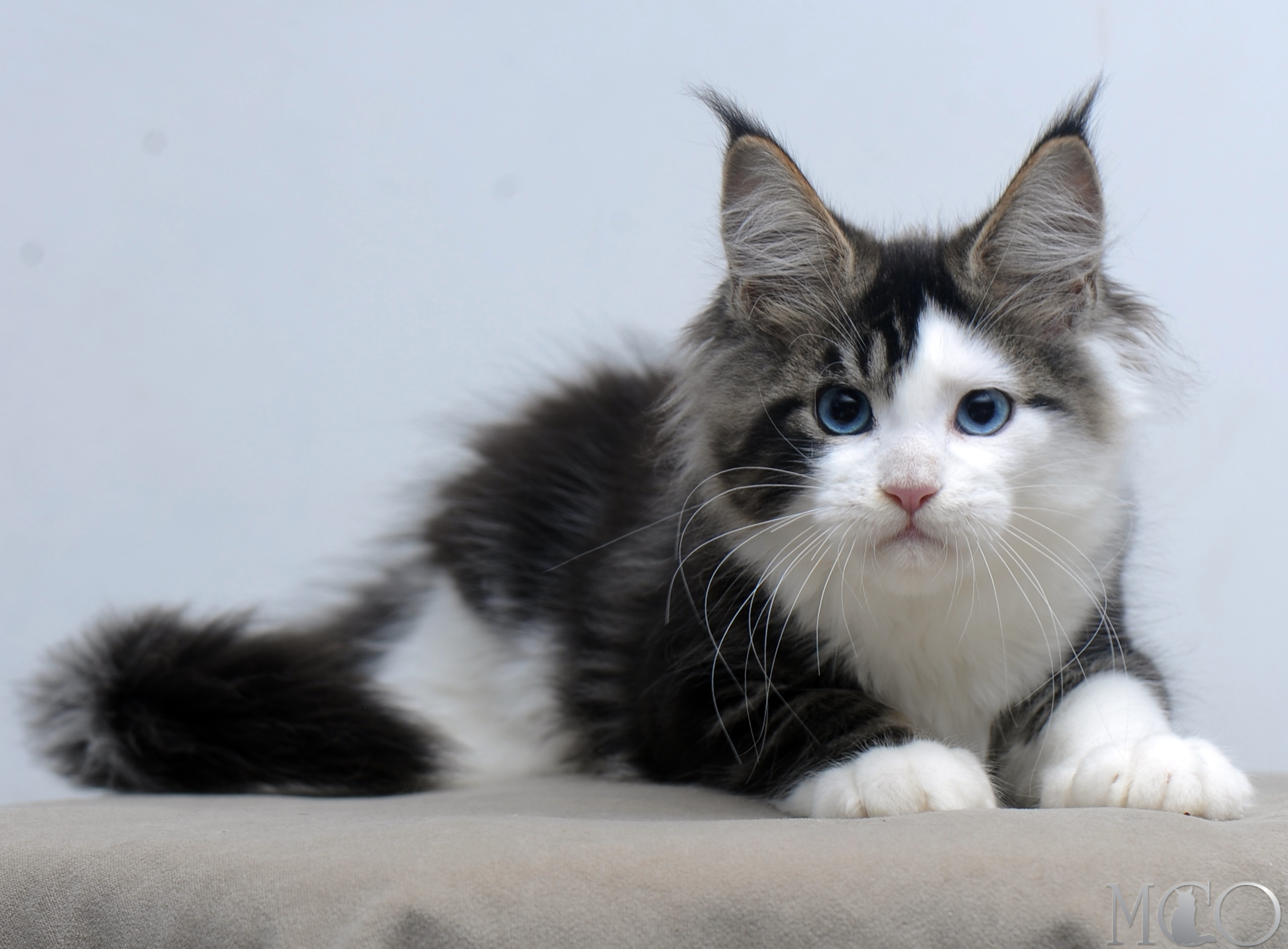 Купить котенка Мейн кун Vanessa (Голубоглазая), n2203