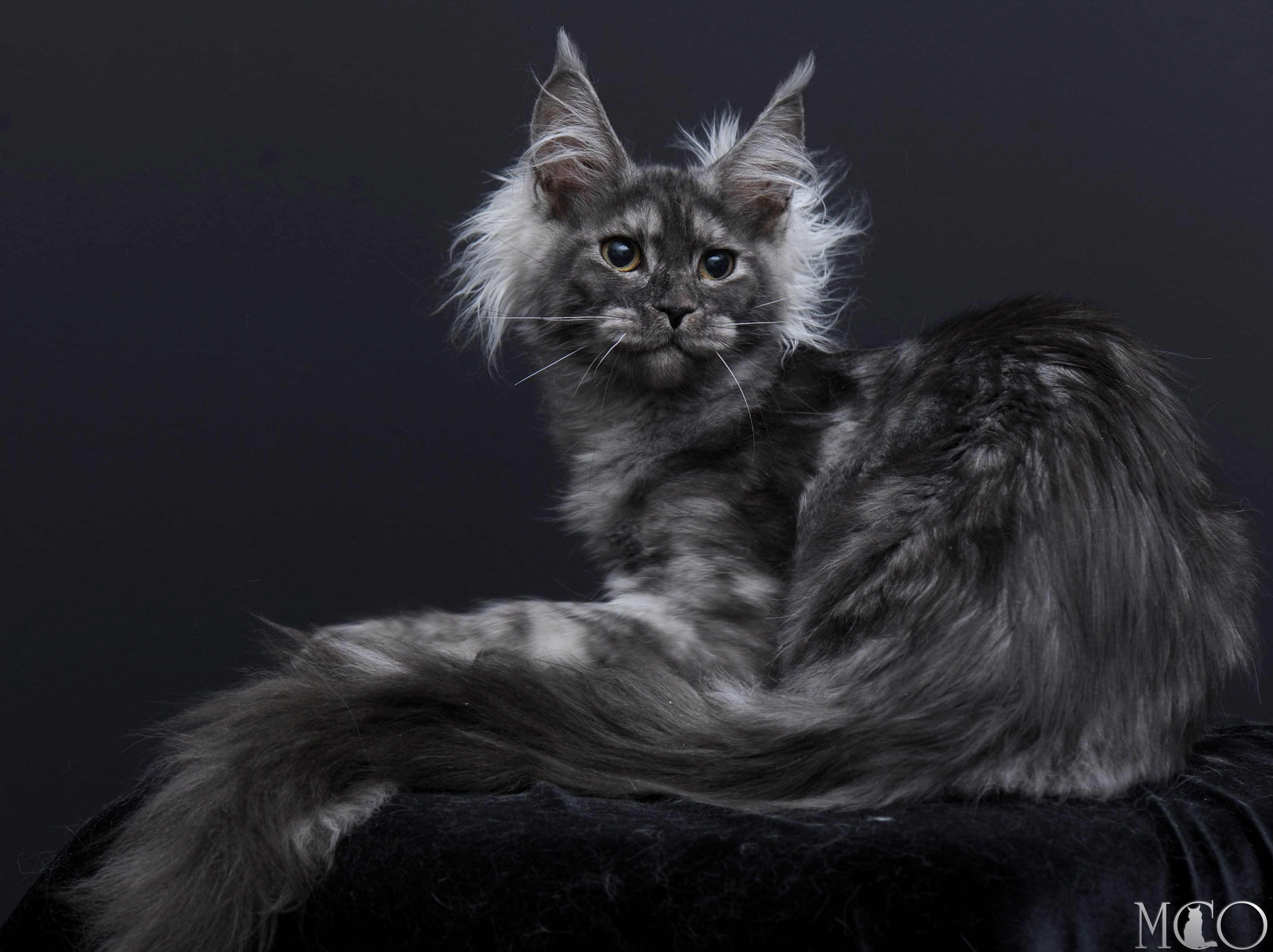 Купить котенка Мейн кун Sabrina, ns