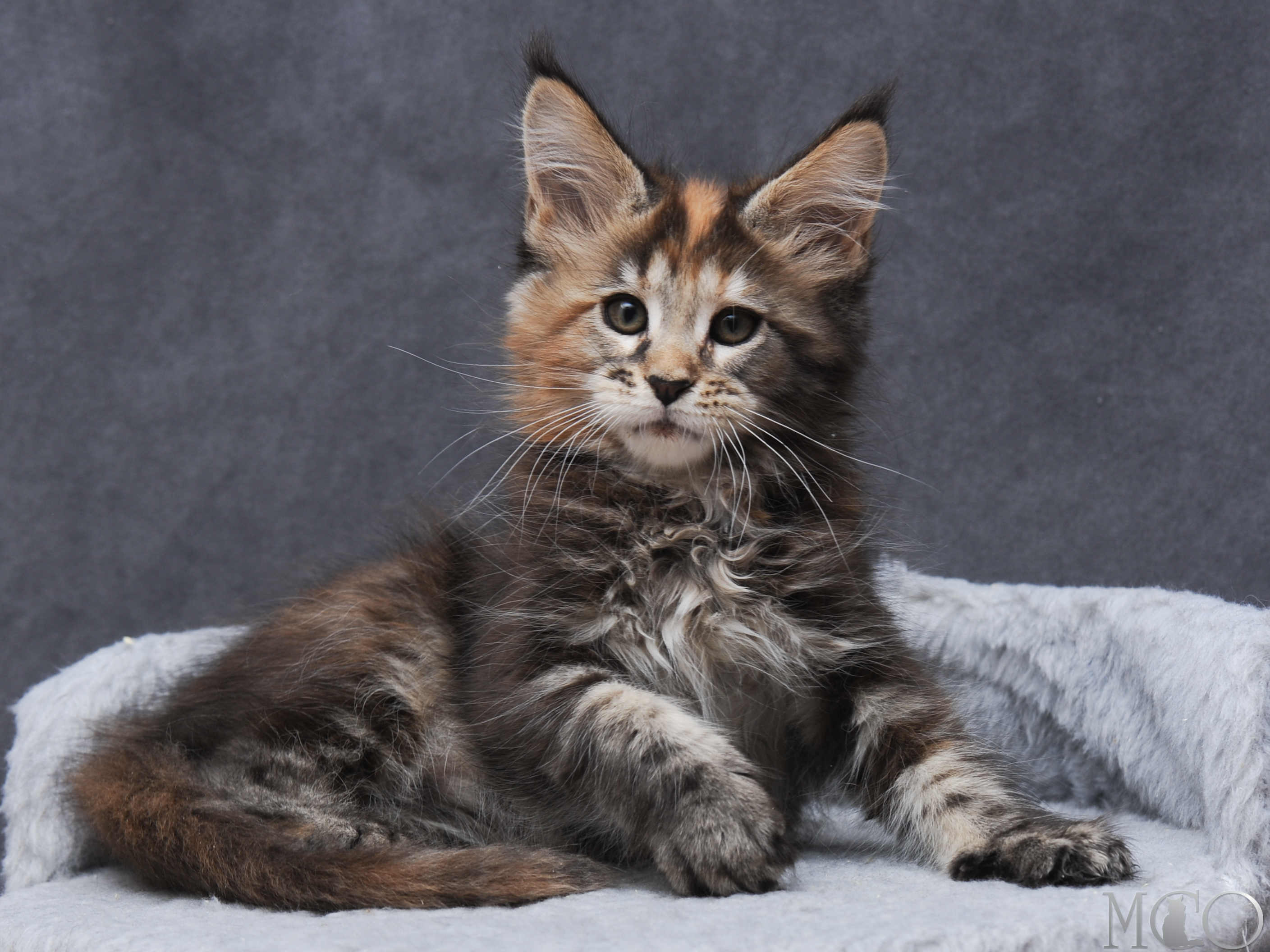 Купить котенка Мейн кун Gretta, f 22