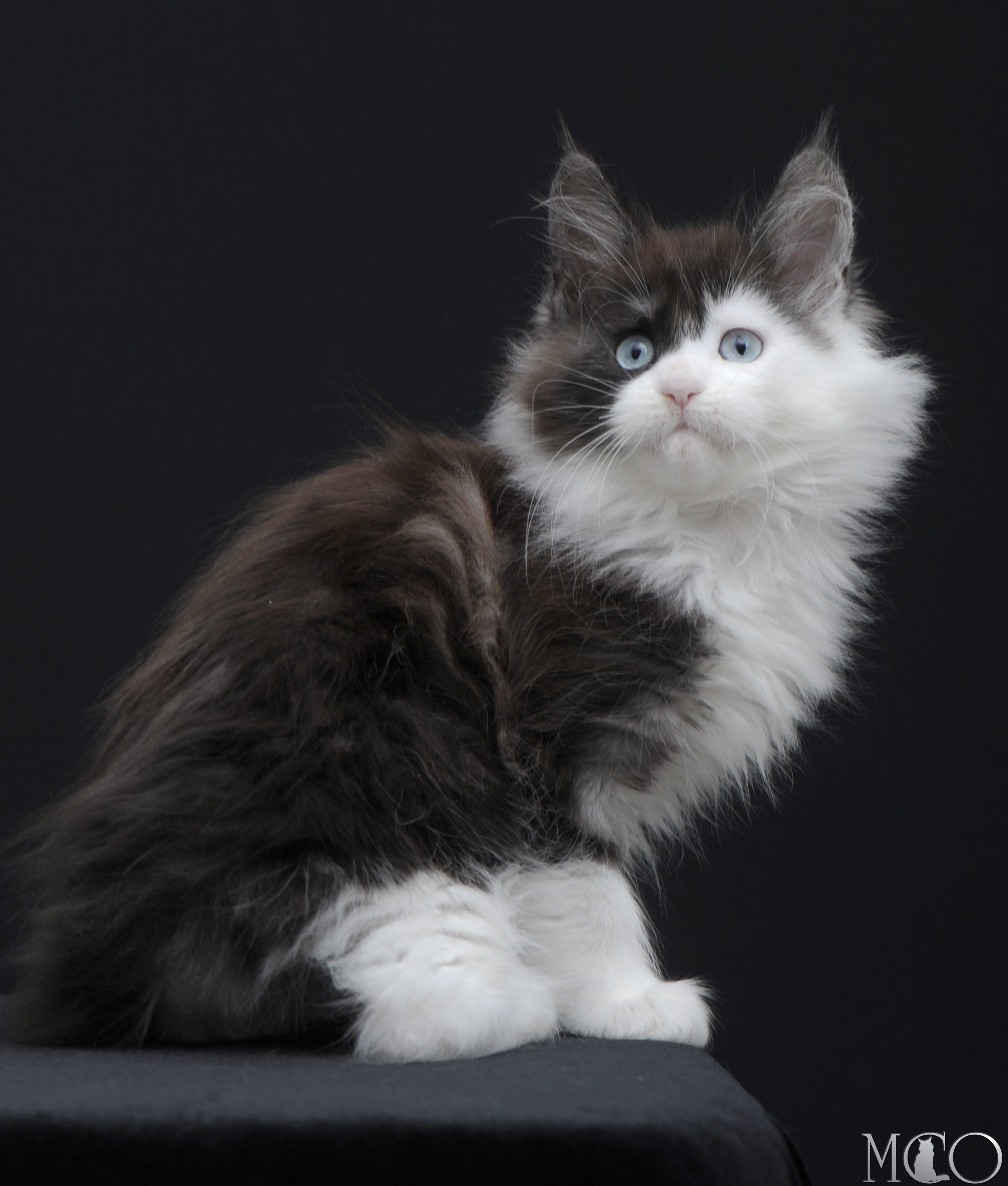 Купить котенка Мейн кун Wonder, ns 03 w61