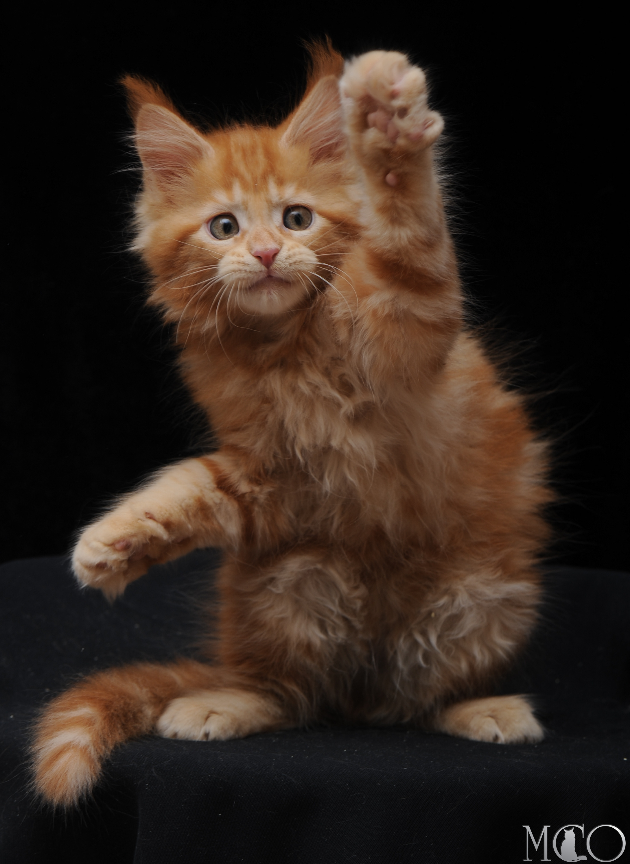 Купить котенка Мейн кун Darsy, d