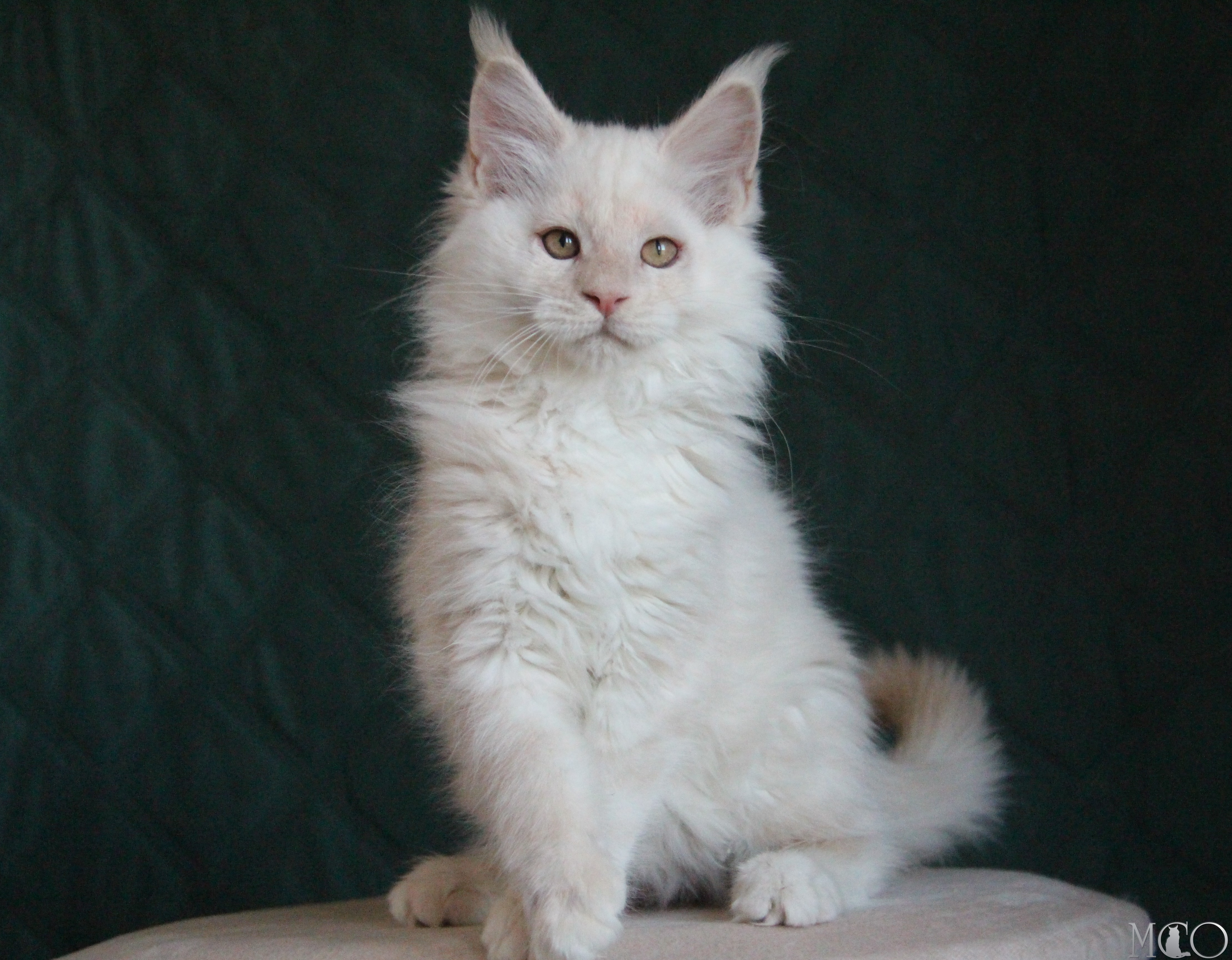 Купить котенка Мейн кун Lukum, ds 22