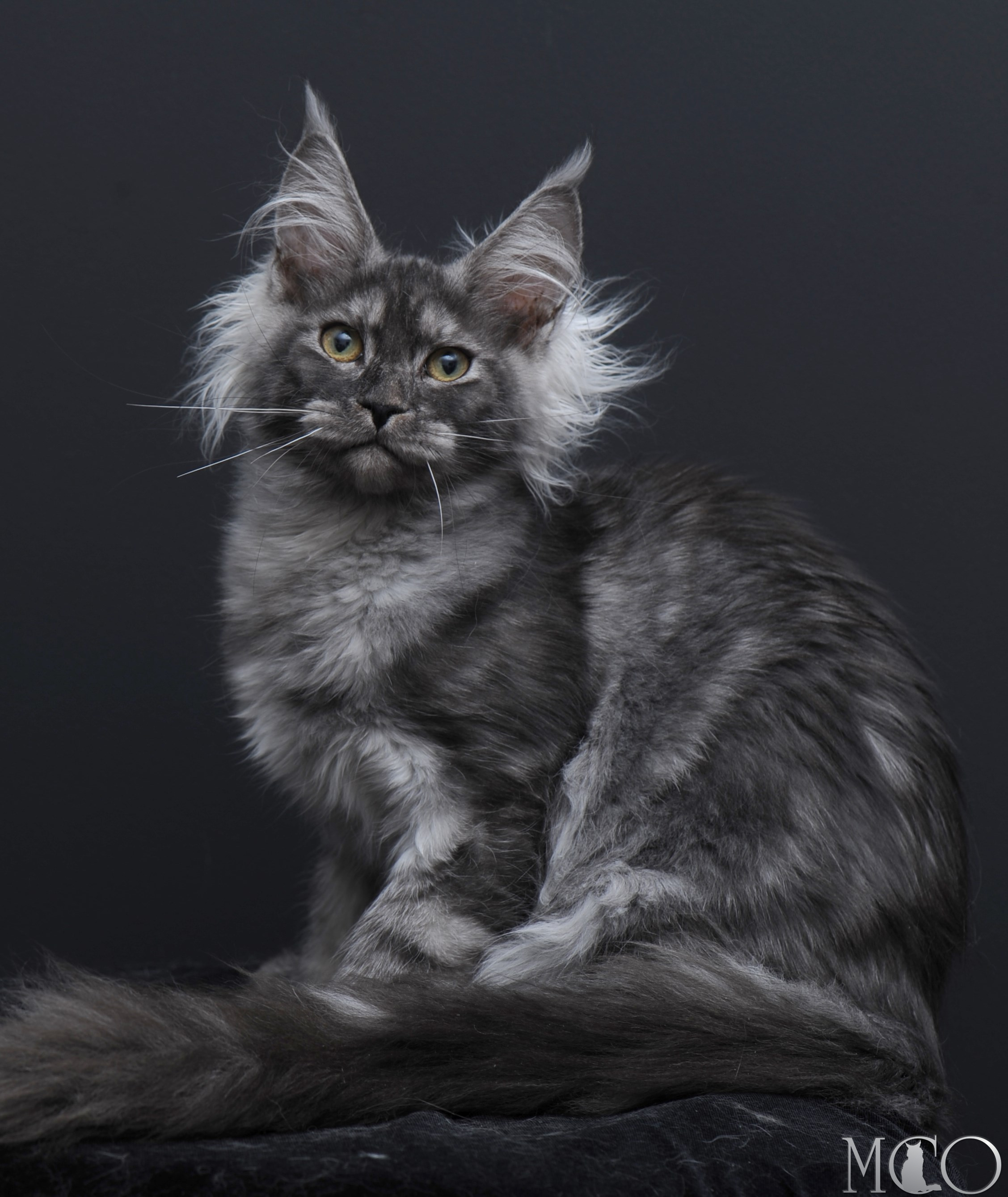 Купить котенка Мейн кун Sabrina, ns
