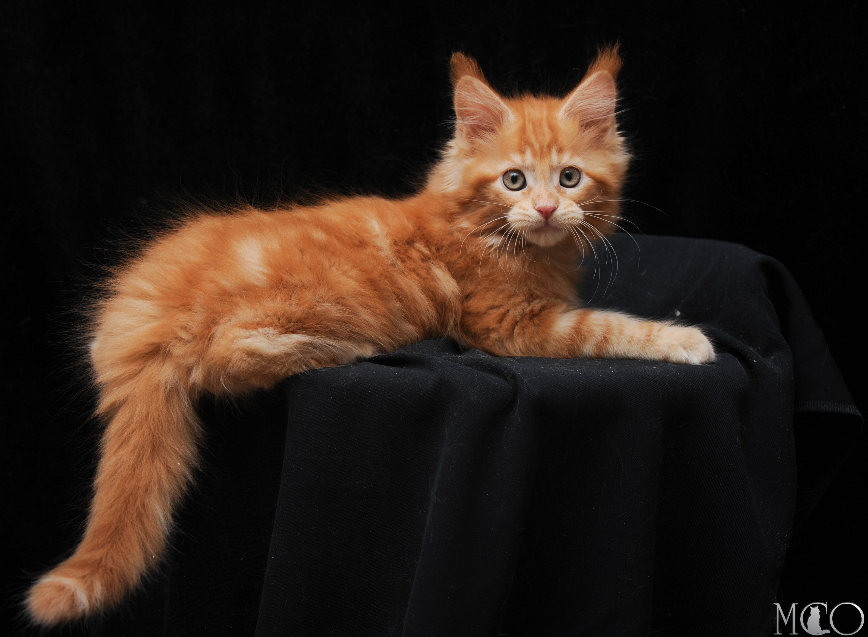 Купить котенка Мейн кун Darsy, d