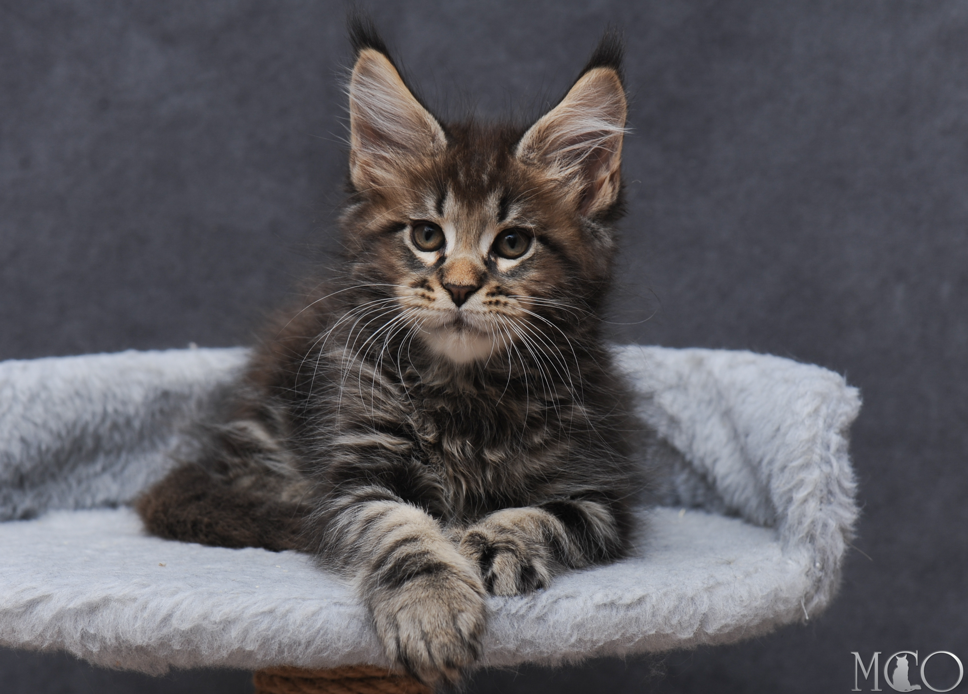 Купить котенка Мейн кун Garfy, n 22
