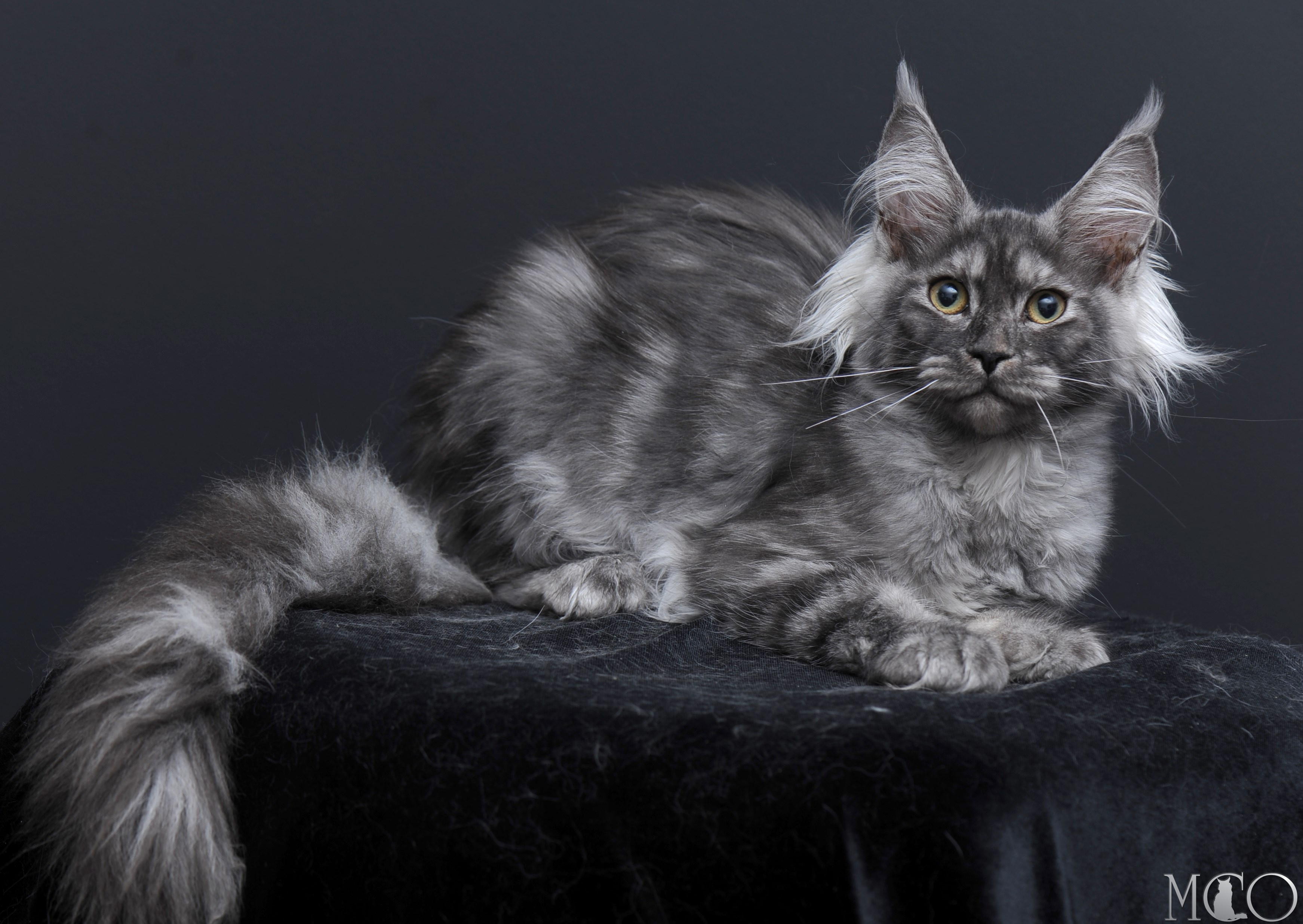 Купить котенка Мейн кун Sabrina, ns