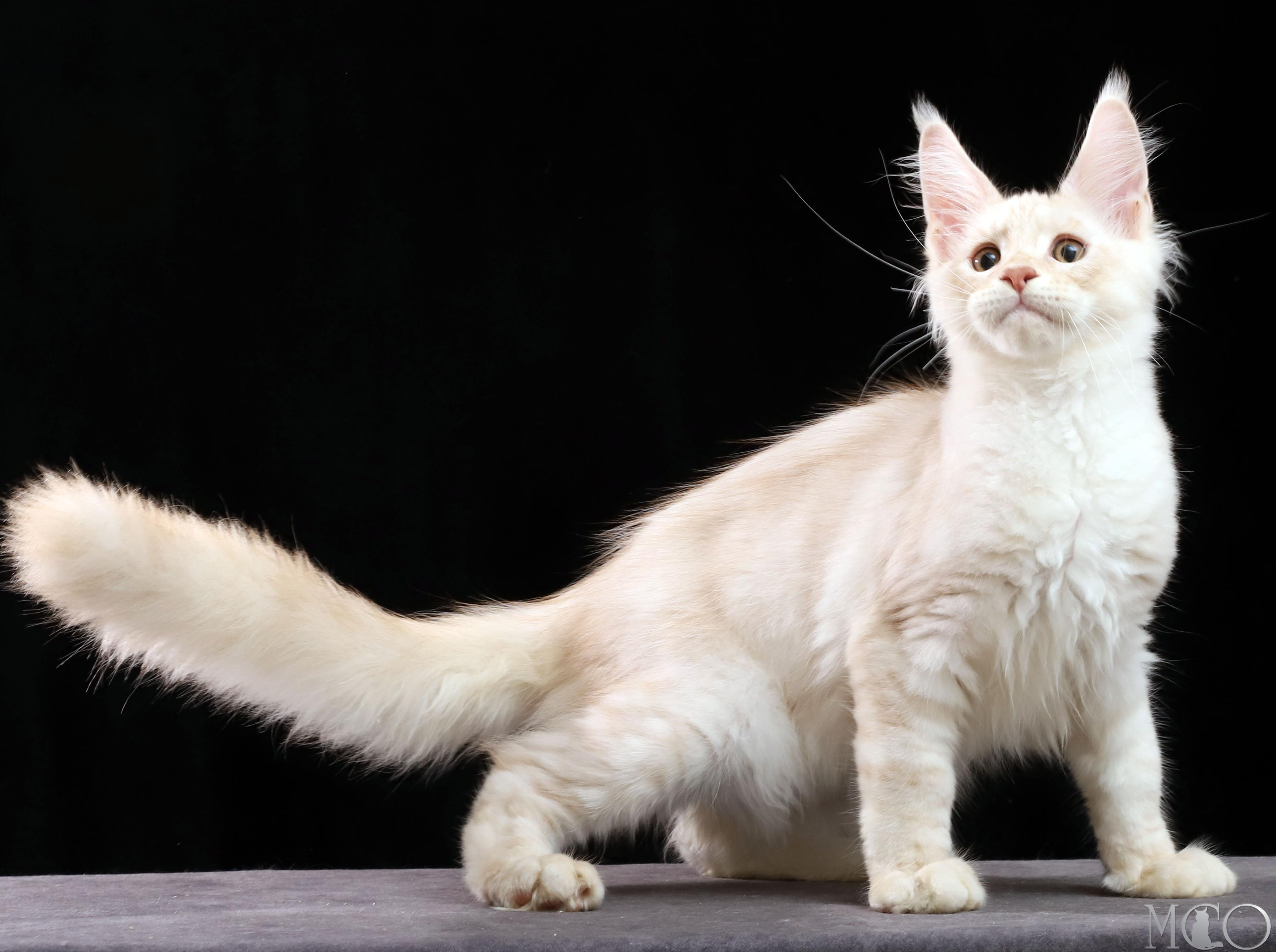 Купить котенка Мейн кун Vittorio, es 22