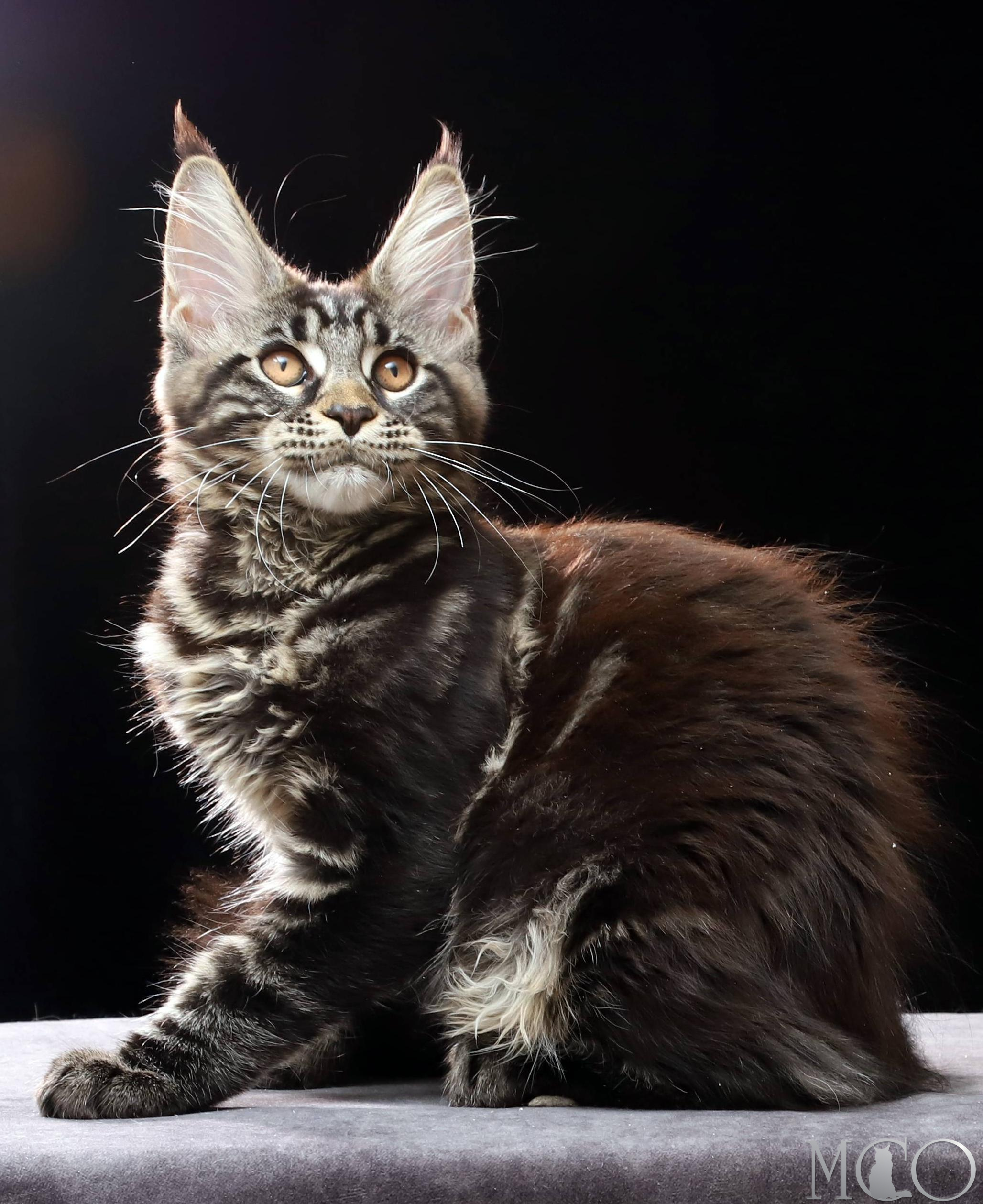 Купить котенка Мейн кун Clementina, n 22