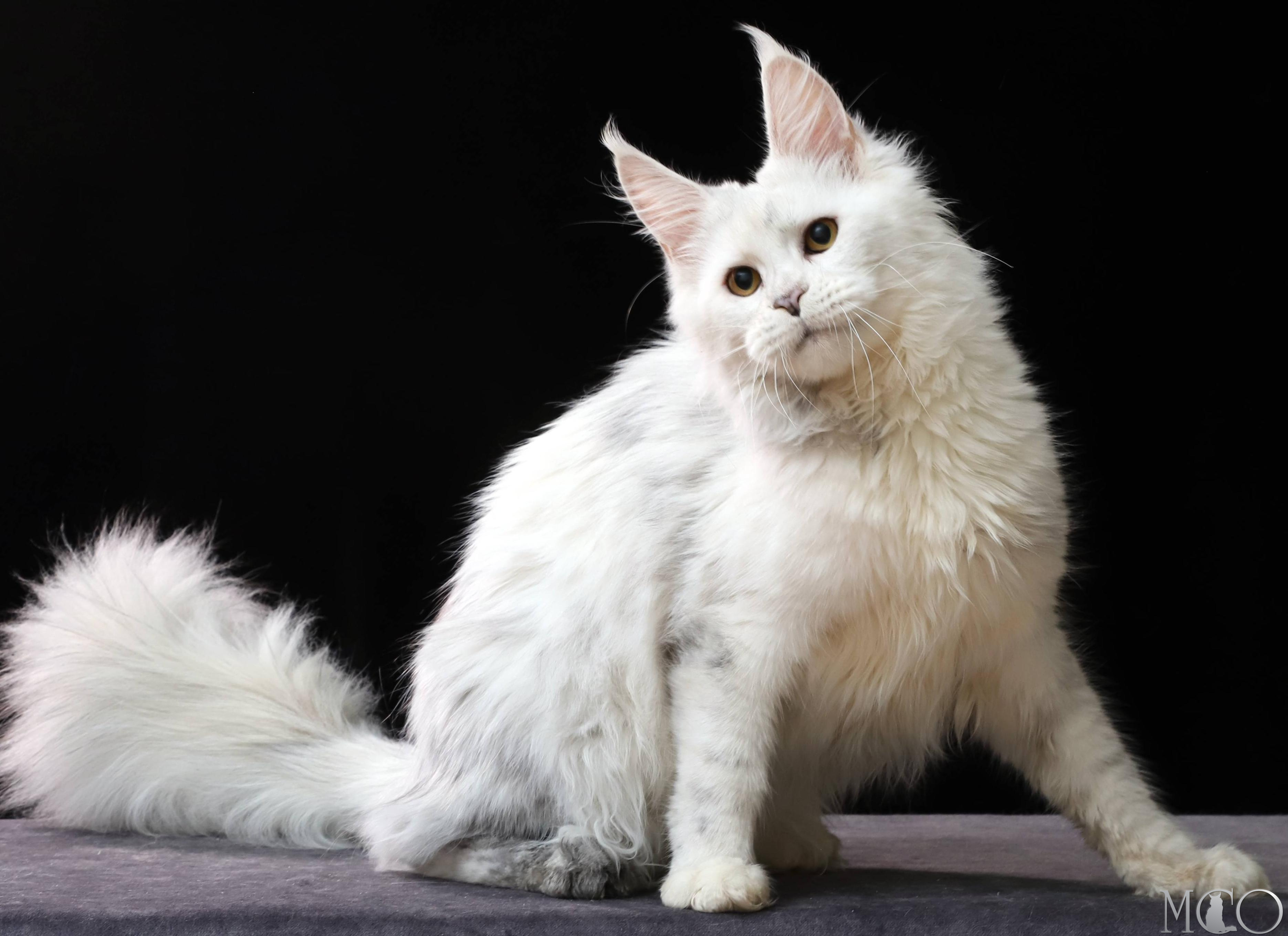 Купить котенка Мейн кун Mira, gs 11