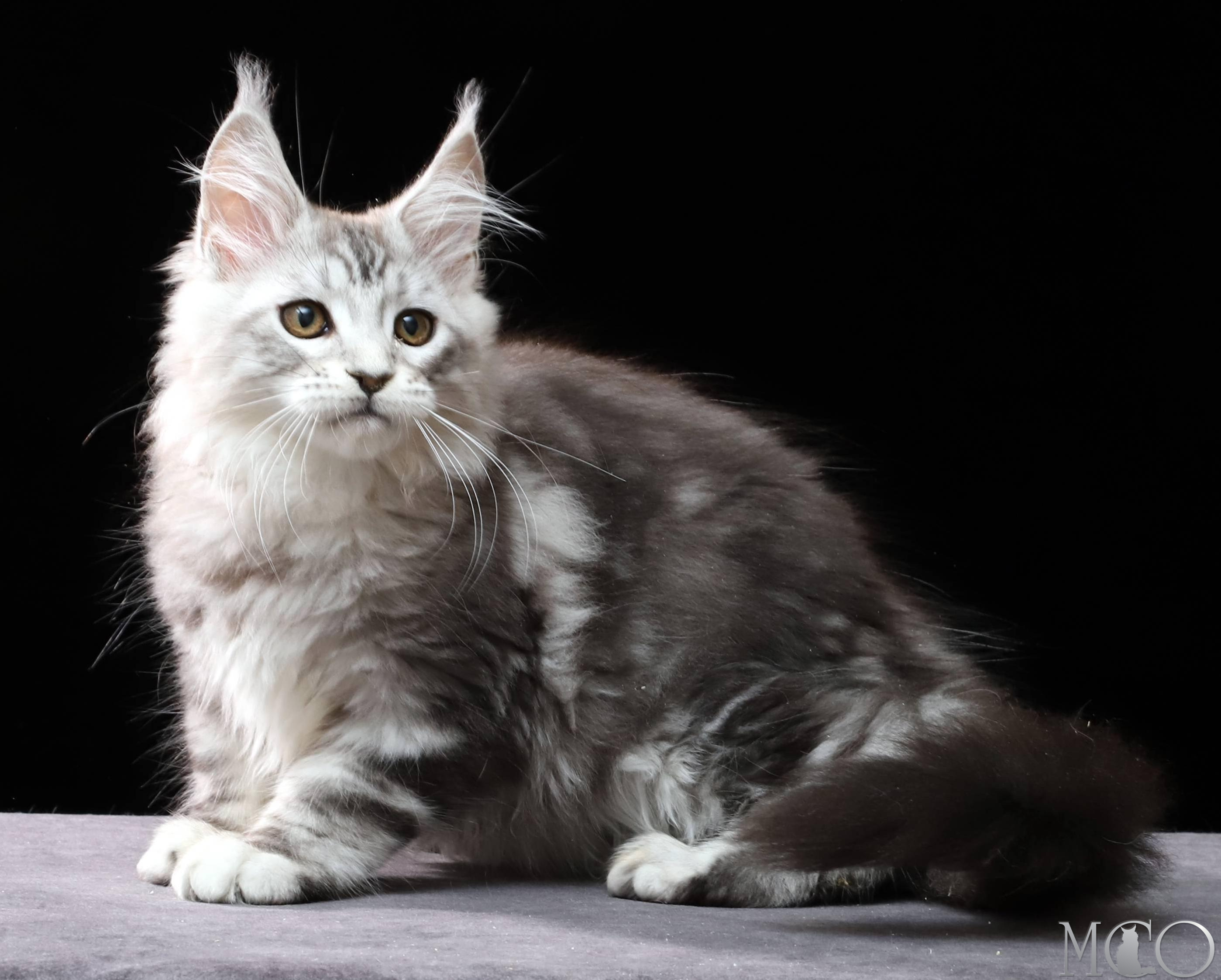 Купить котенка Мейн кун Dove, ns 22