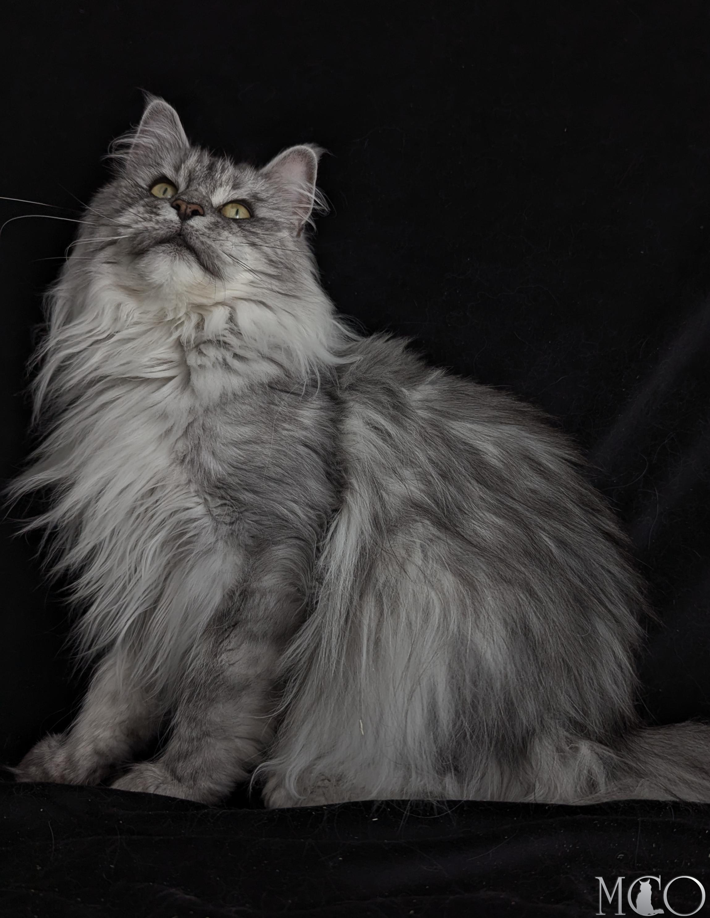 Купить котенка Мейн кун Mariya, ns22