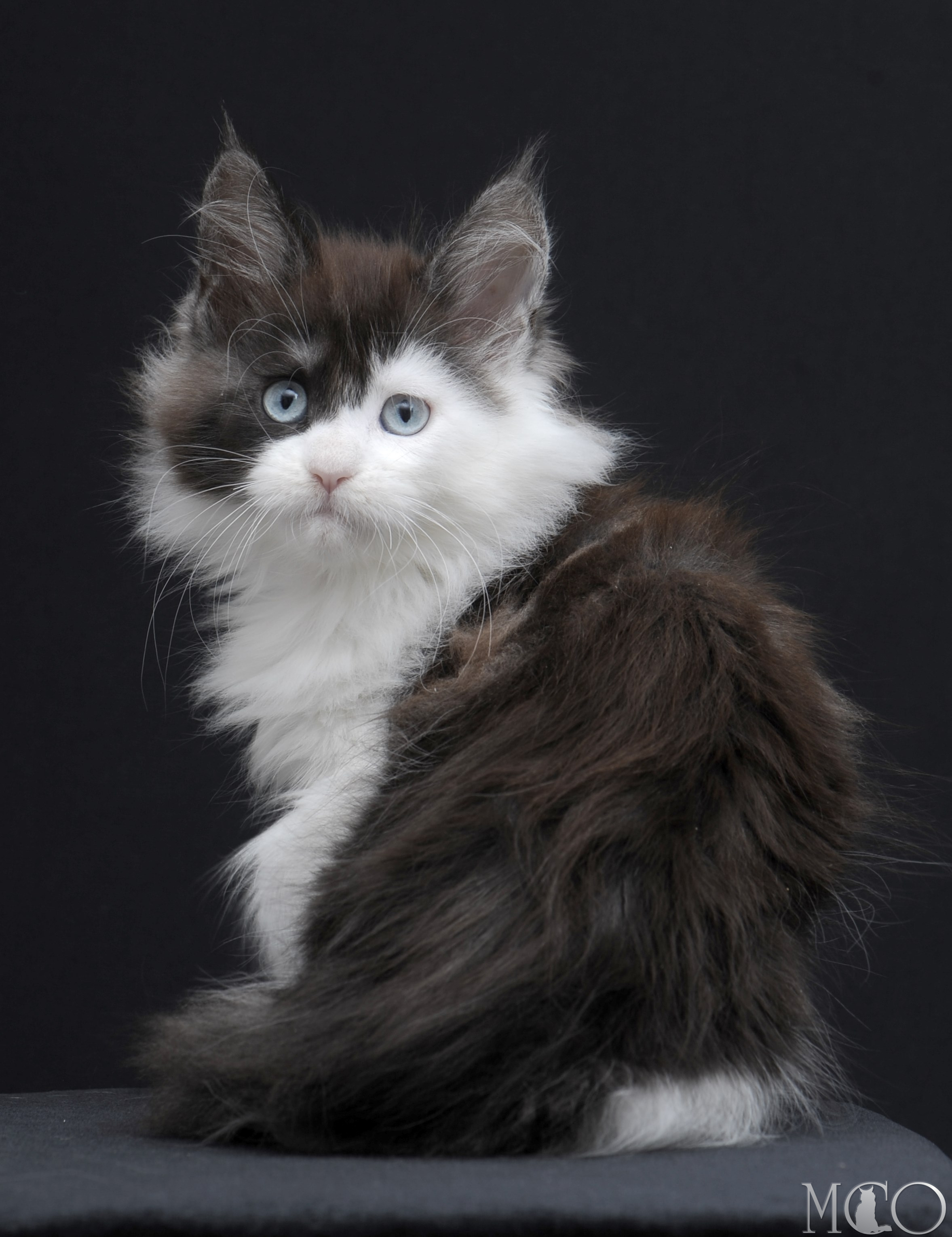 Купить котенка Мейн кун Wonder, ns 03 w61