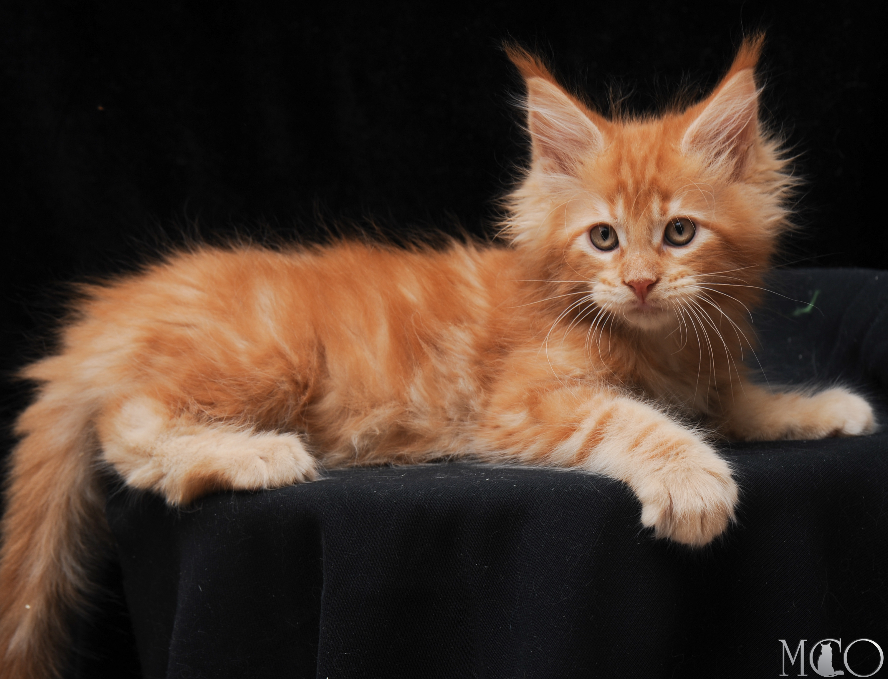 Купить котенка Мейн кун Elisey, d