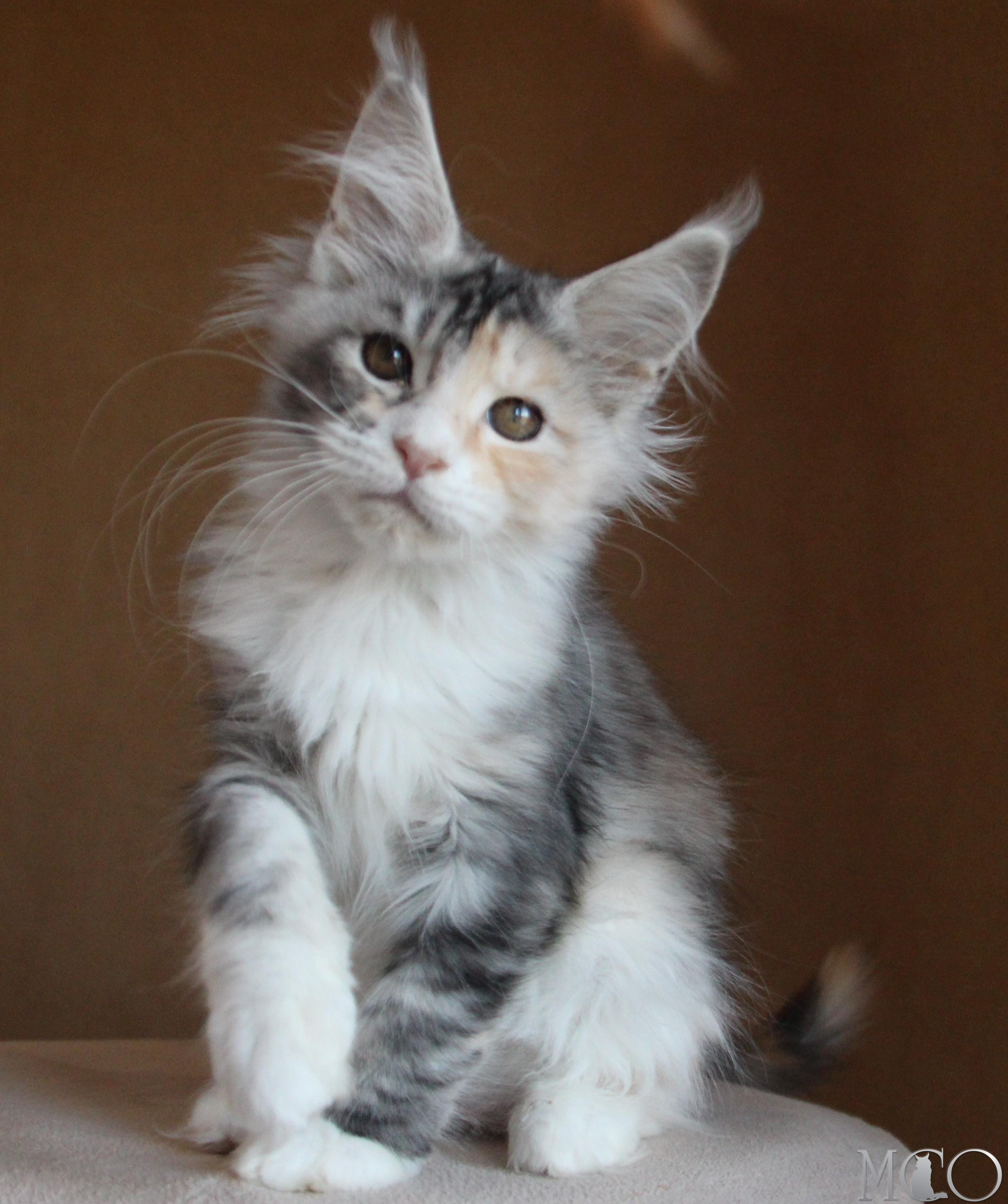 Купить котенка Мейн кун Coquette, fs 22 09