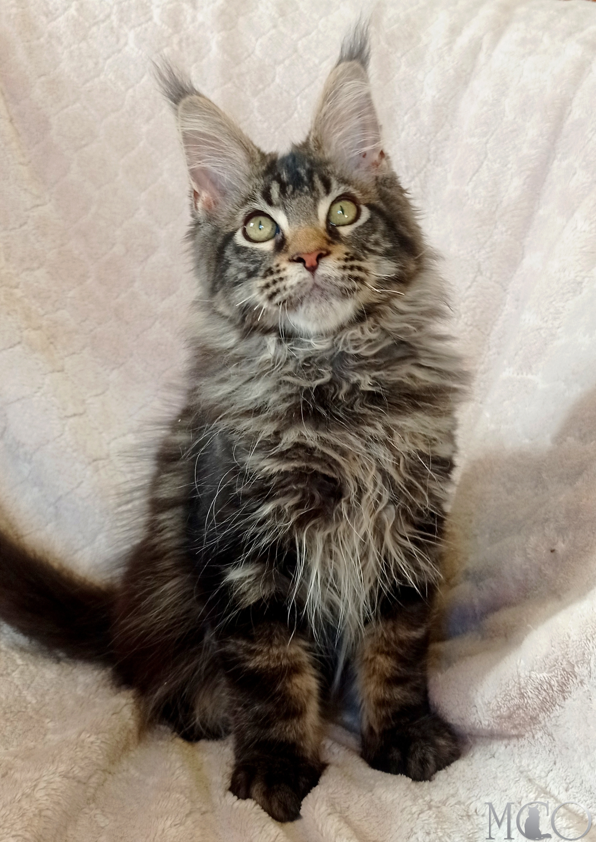 Купить котенка Мейн кун Bonus , n22