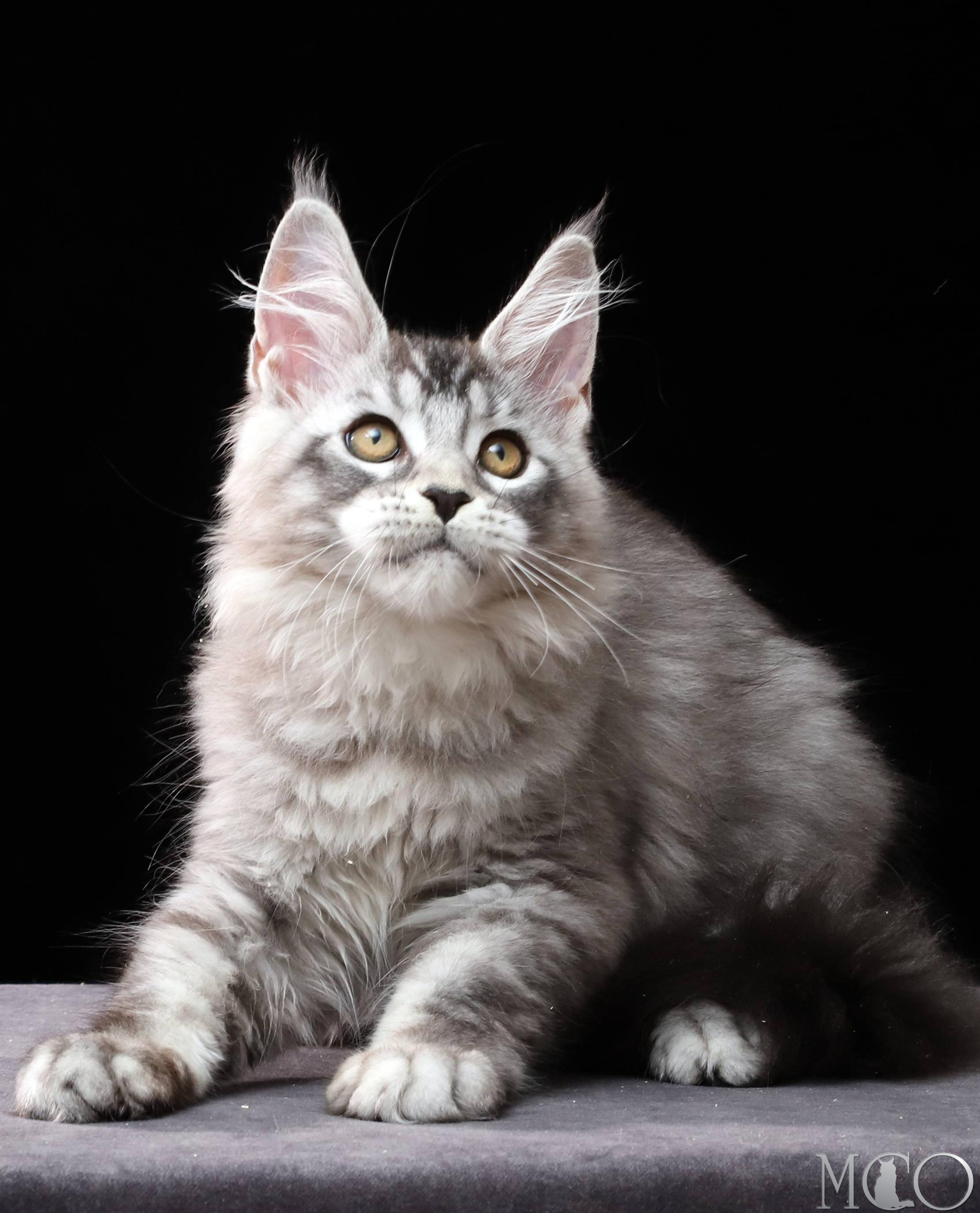 Купить котенка Мейн кун Delicious, ns 25