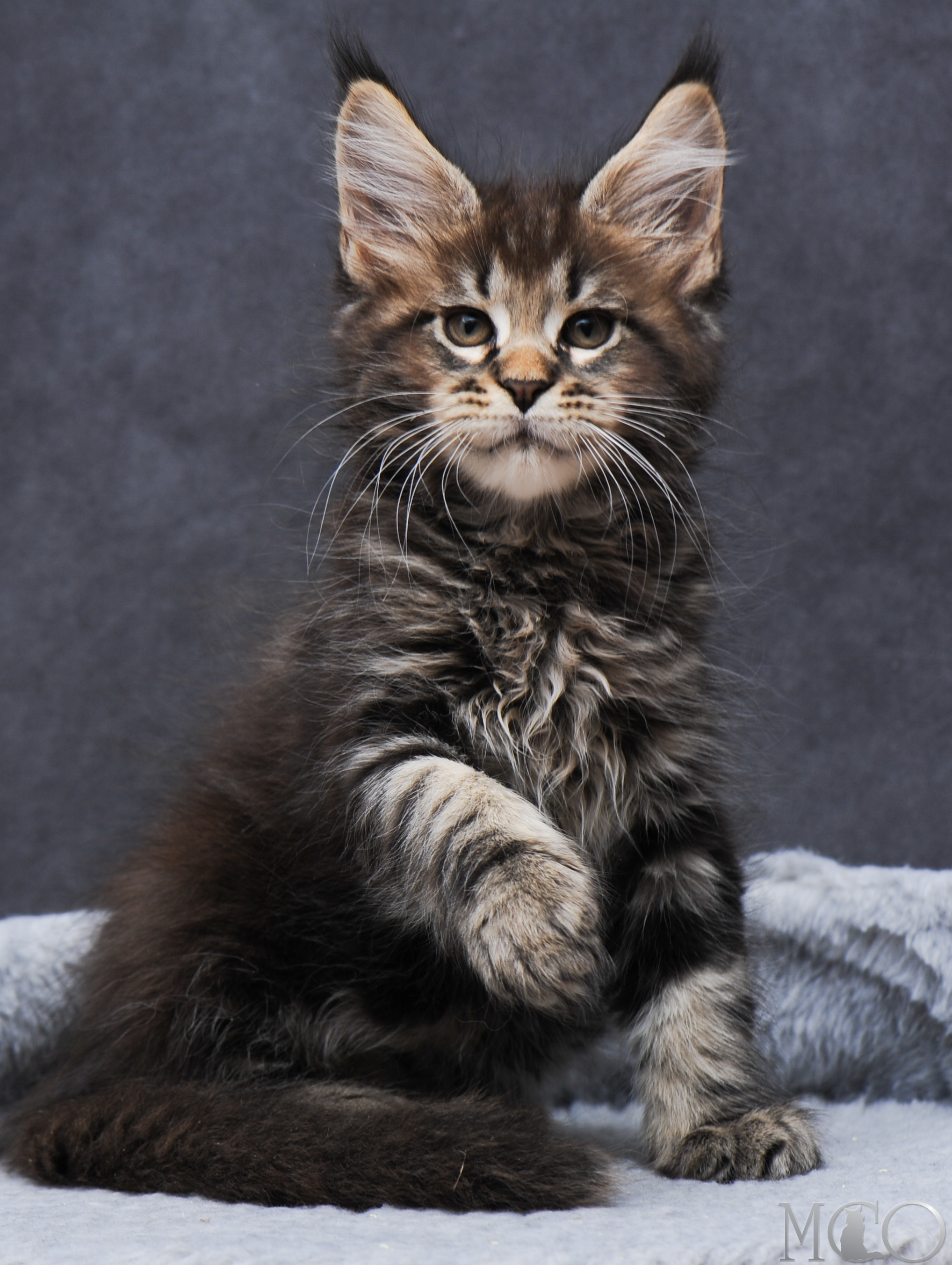 Купить котенка Мейн кун Garfy, n 22