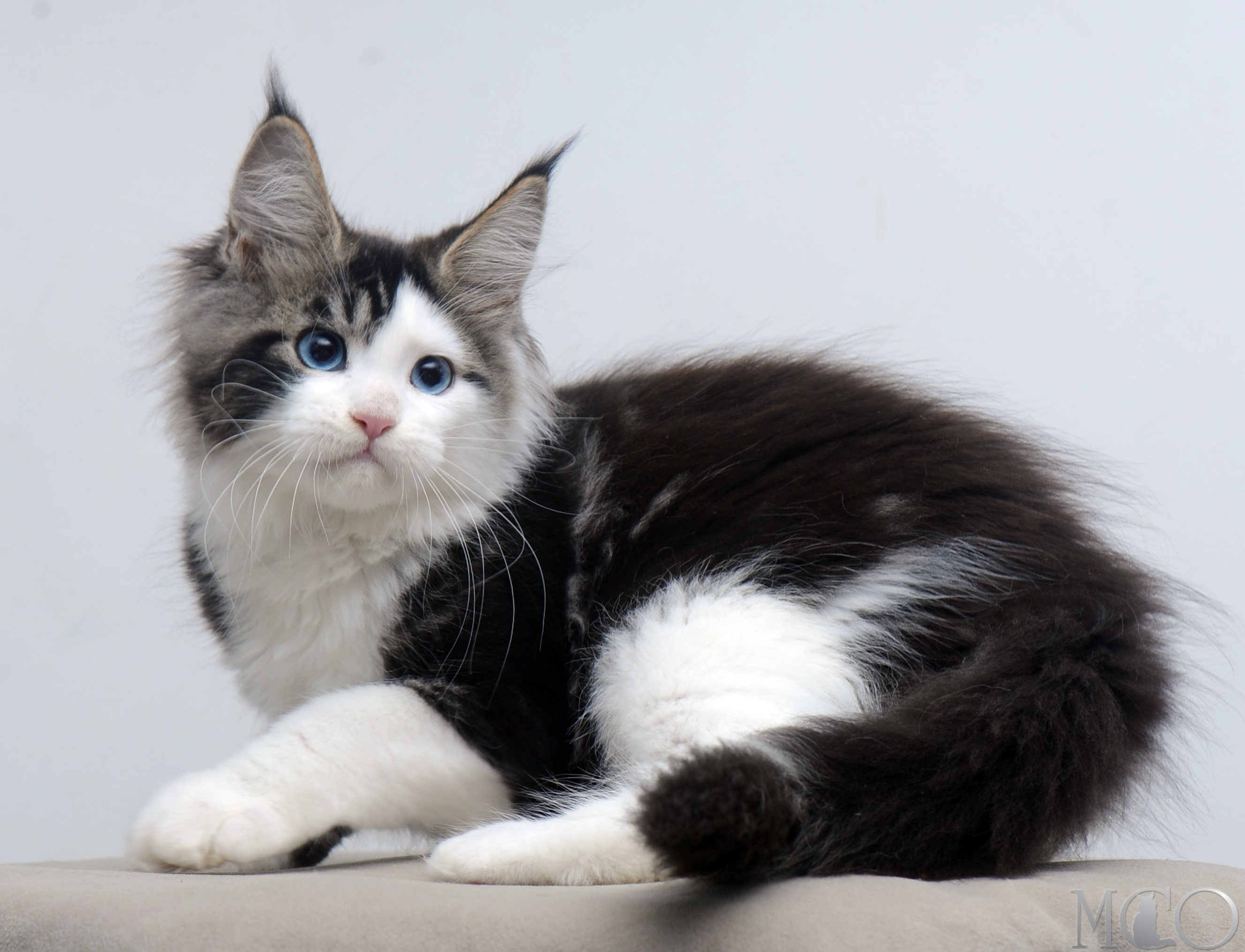 Купить котенка Мейн кун Vanessa (Голубоглазая), n2203