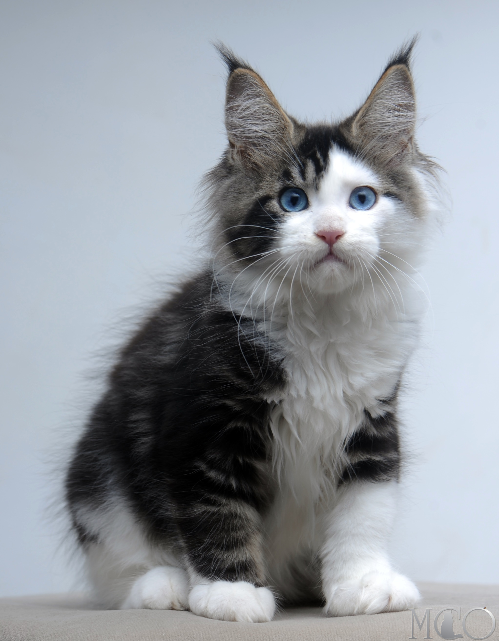 Купить котенка Мейн кун Vanessa (Голубоглазая), n2203