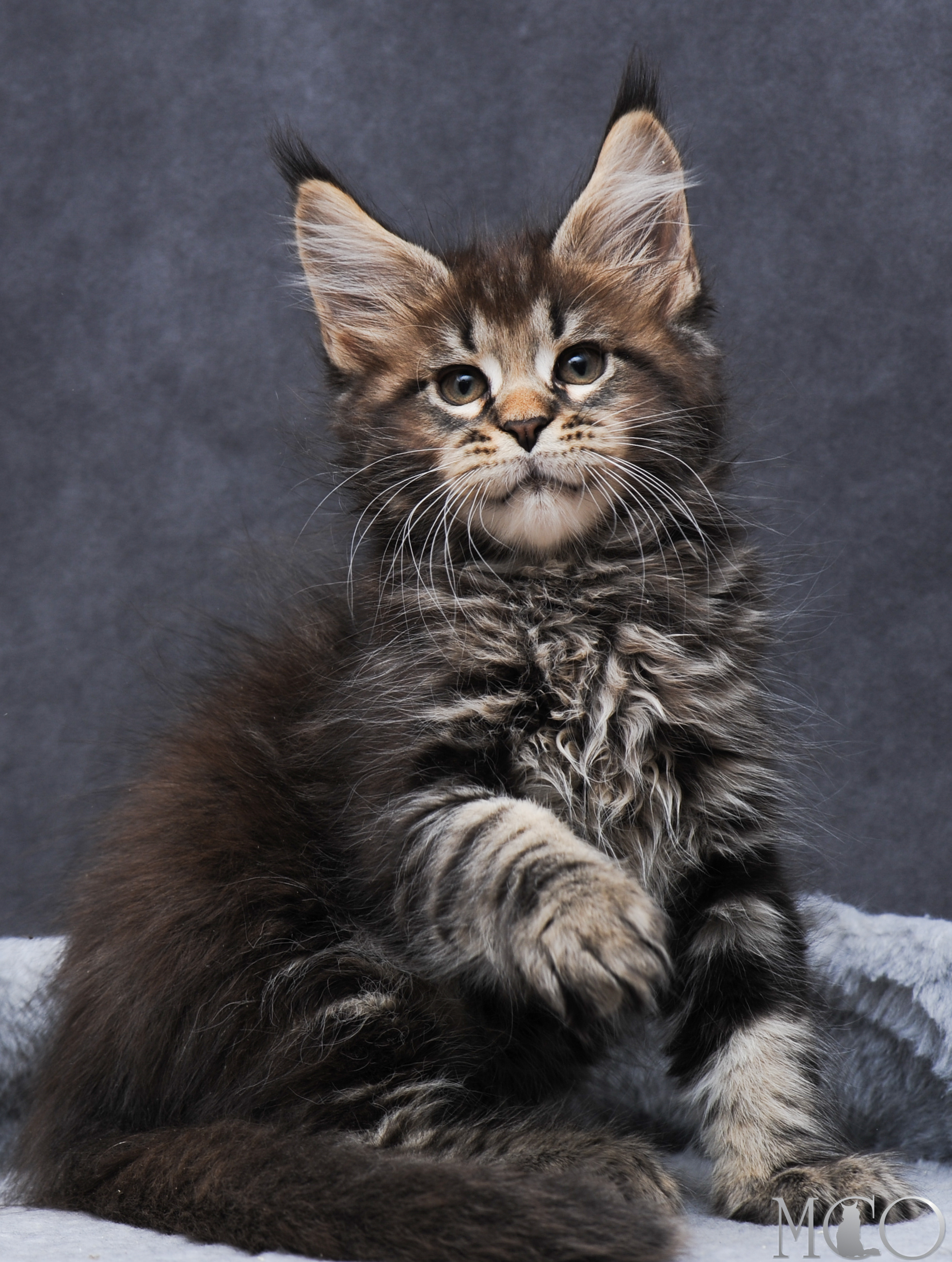 Купить котенка Мейн кун Garfy, n 22