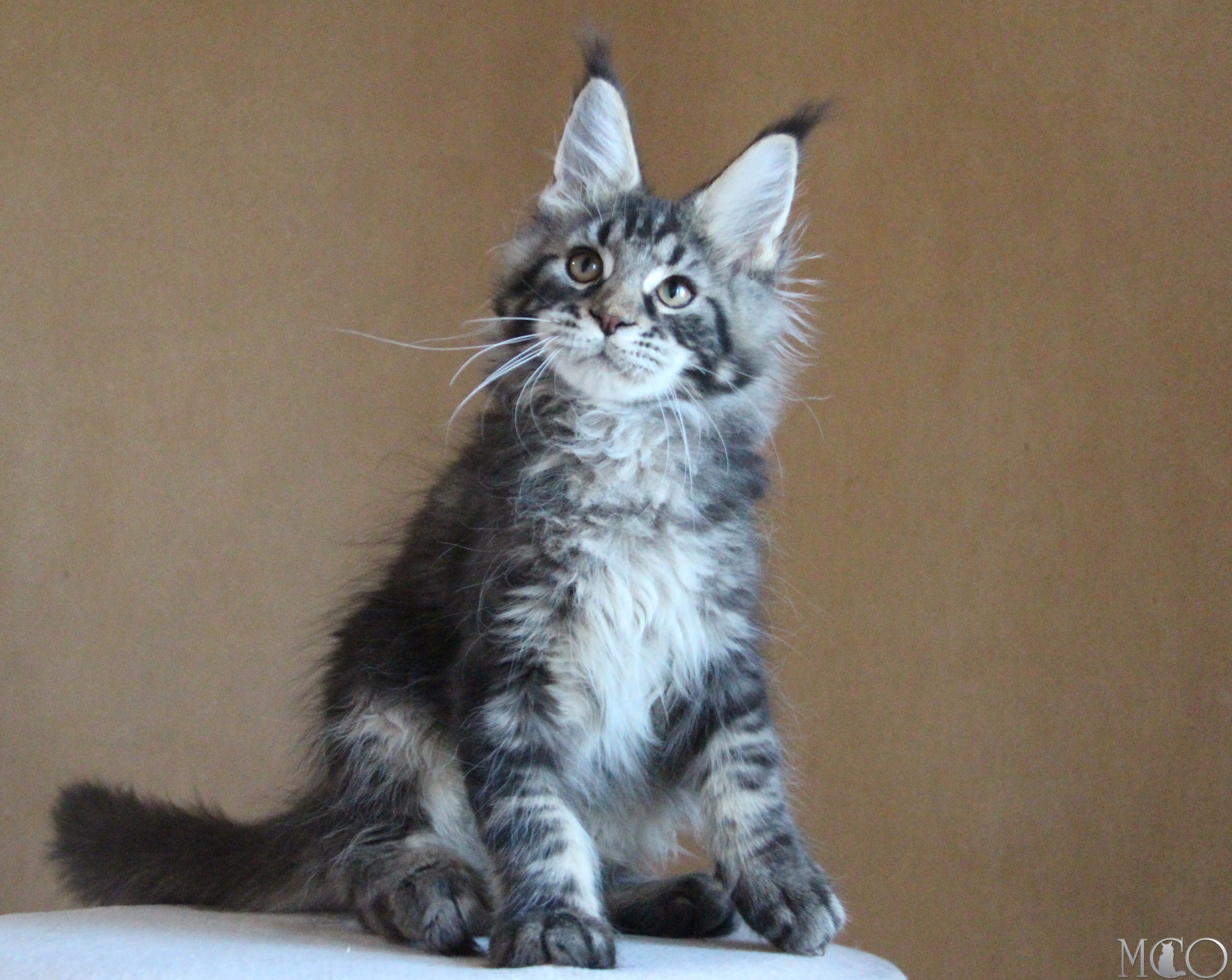 Купить котенка Мейн кун Bogard, n 22