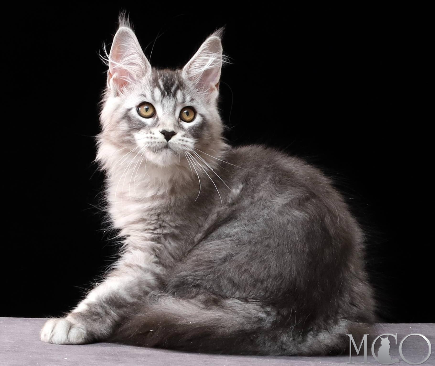 Купить котенка Мейн кун Delicious, ns 25