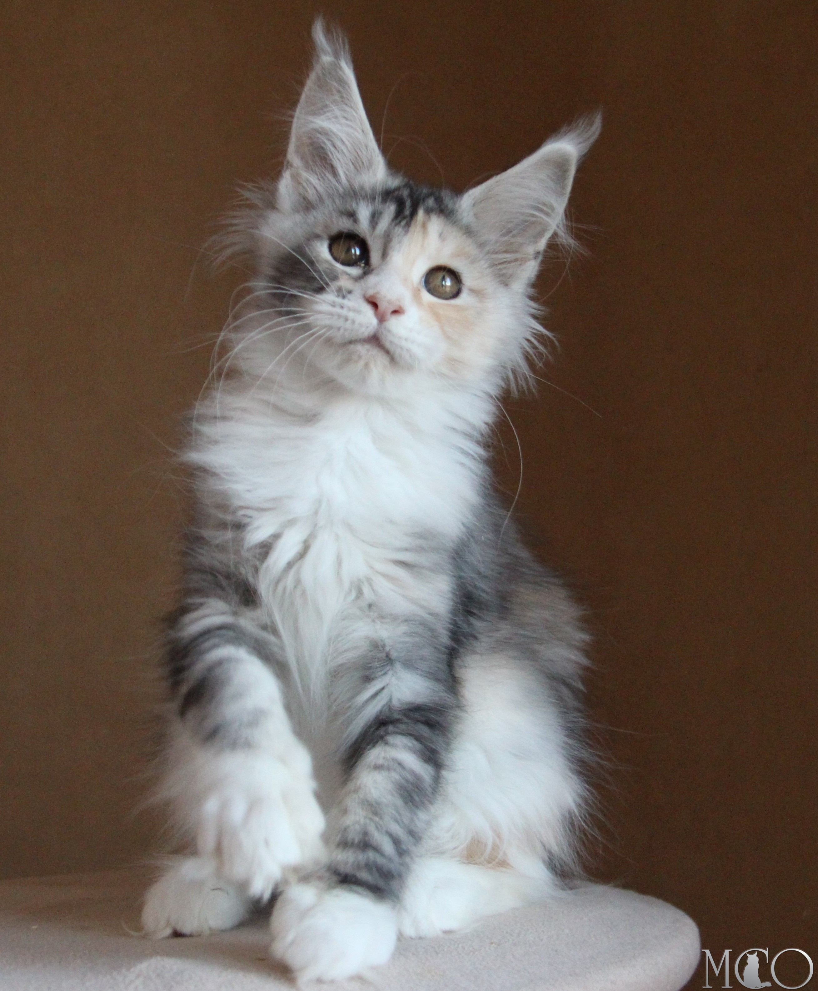 Купить котенка Мейн кун Coquette, fs 22 09