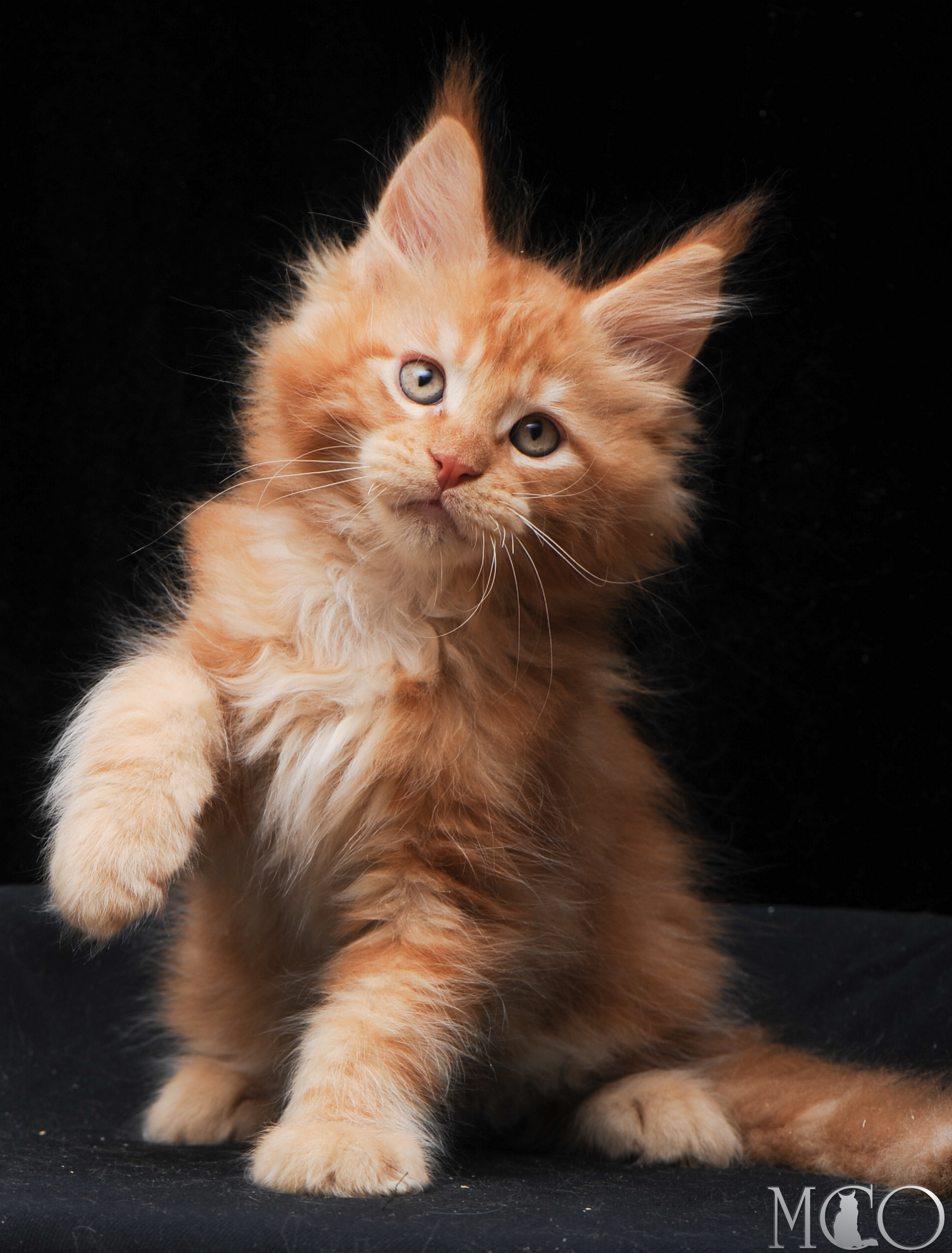 Купить котенка Мейн кун Elegant, d