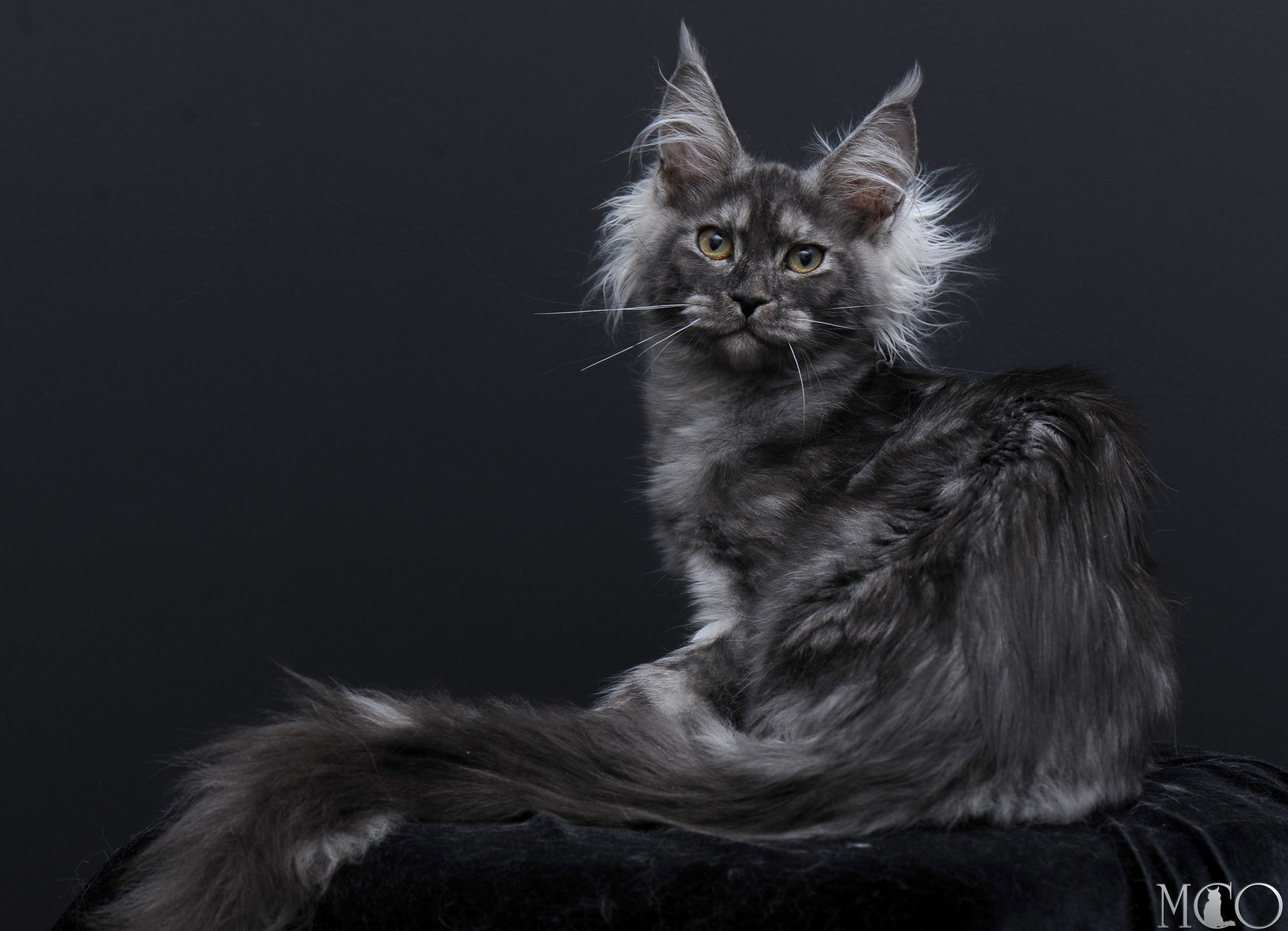 Купить котенка Мейн кун Sabrina, ns