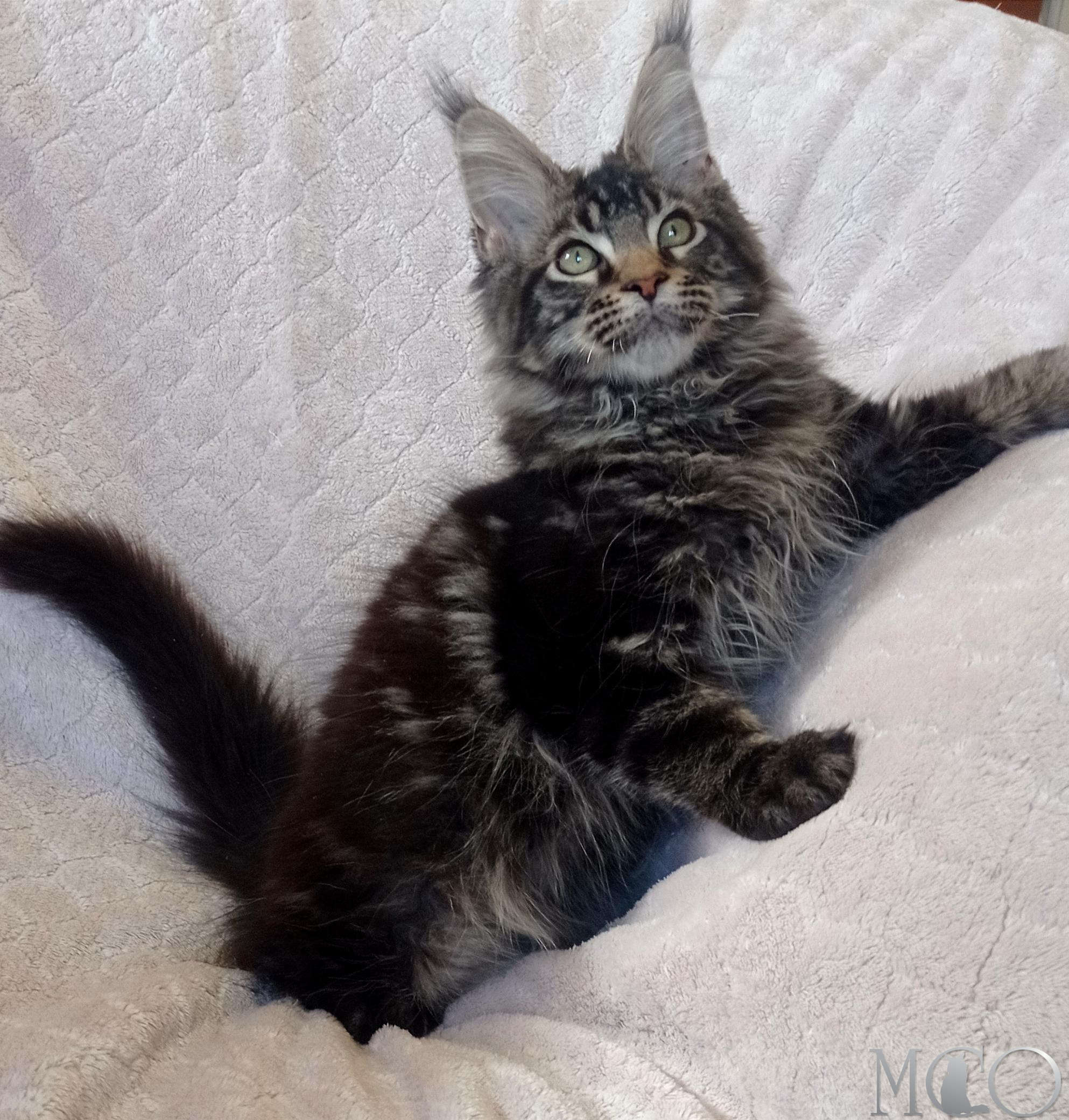 Купить котенка Мейн кун Bonus , n22