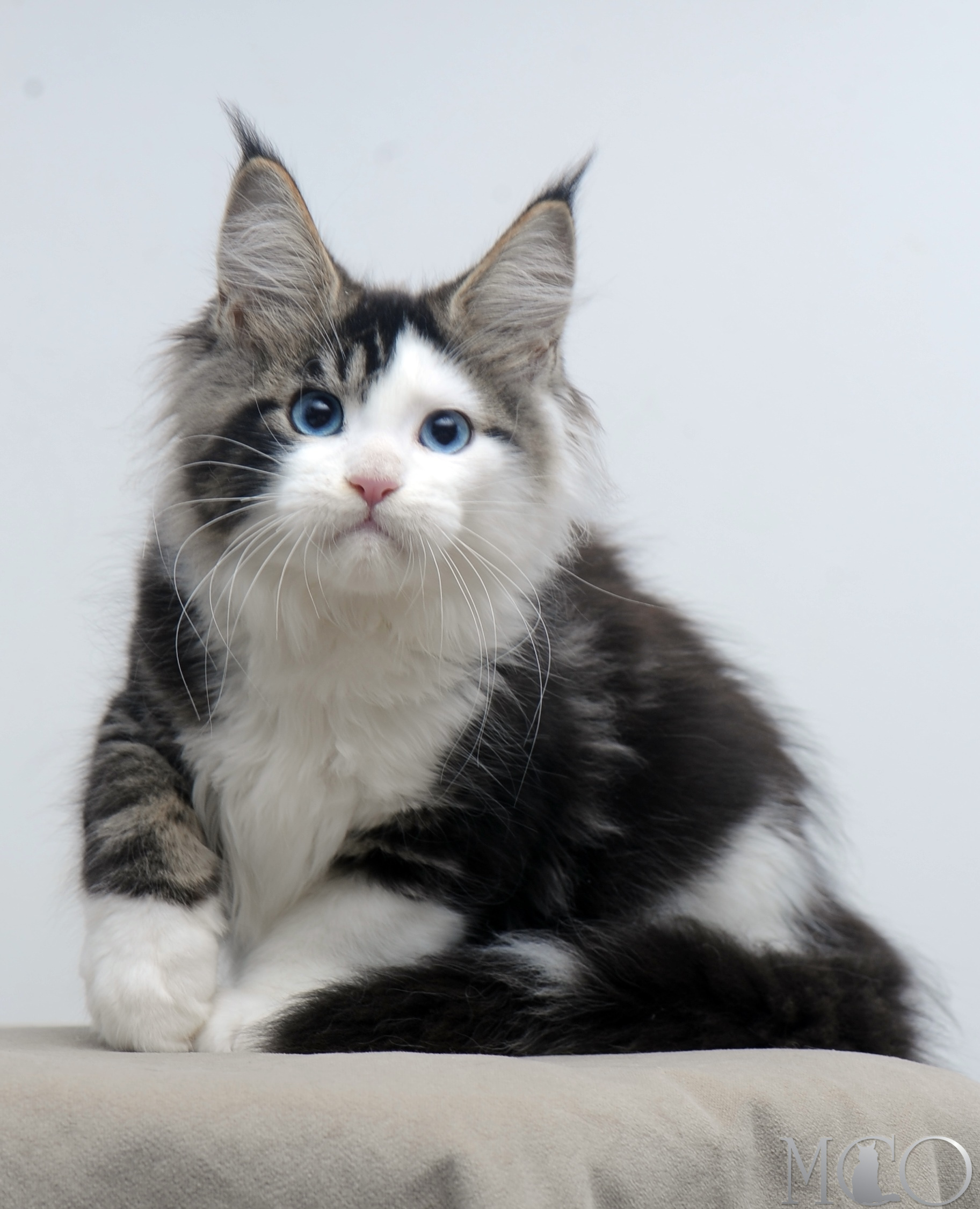 Купить котенка Мейн кун Vanessa (Голубоглазая), n2203