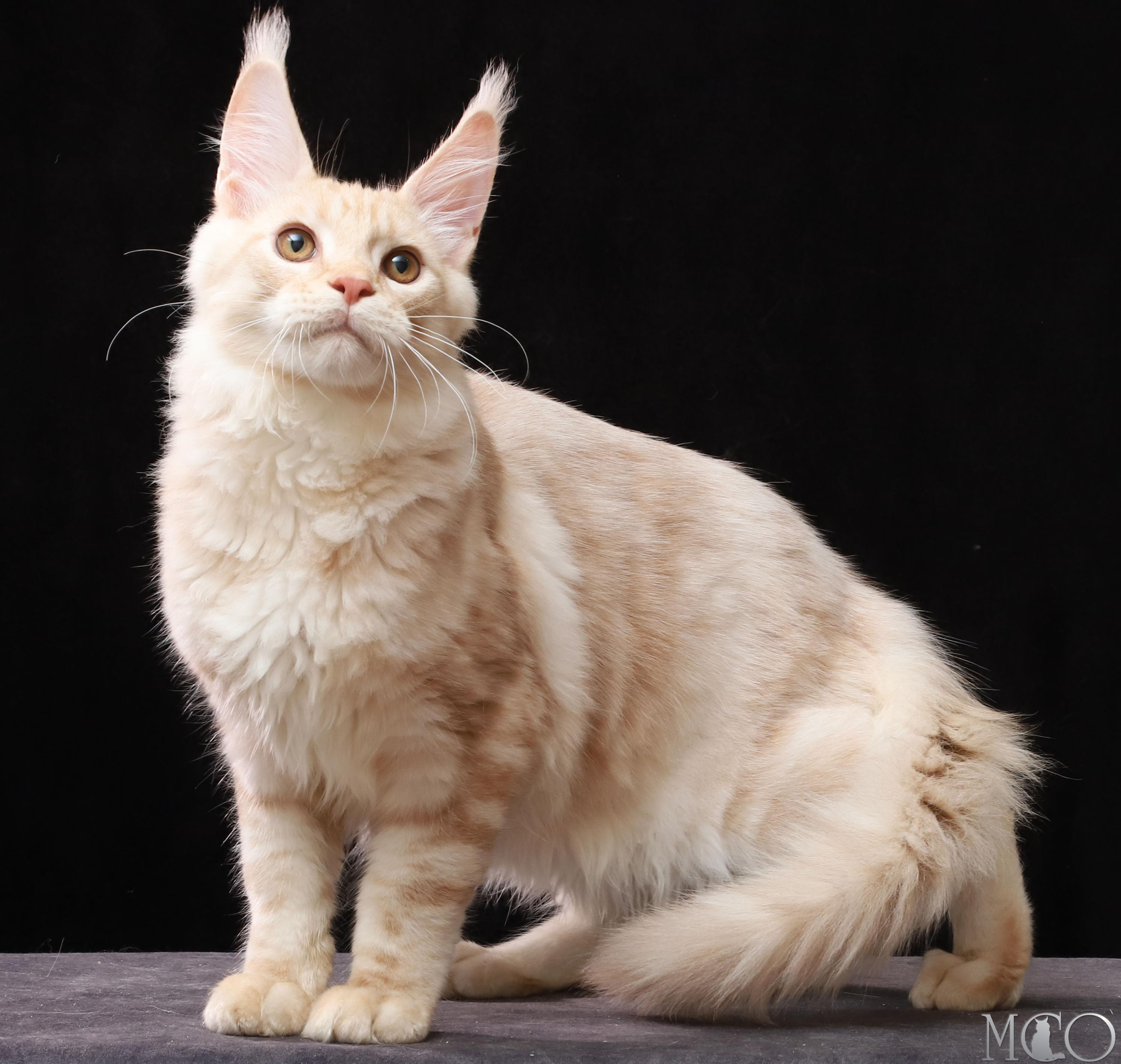 Купить котенка Мейн кун Quiller, es 22