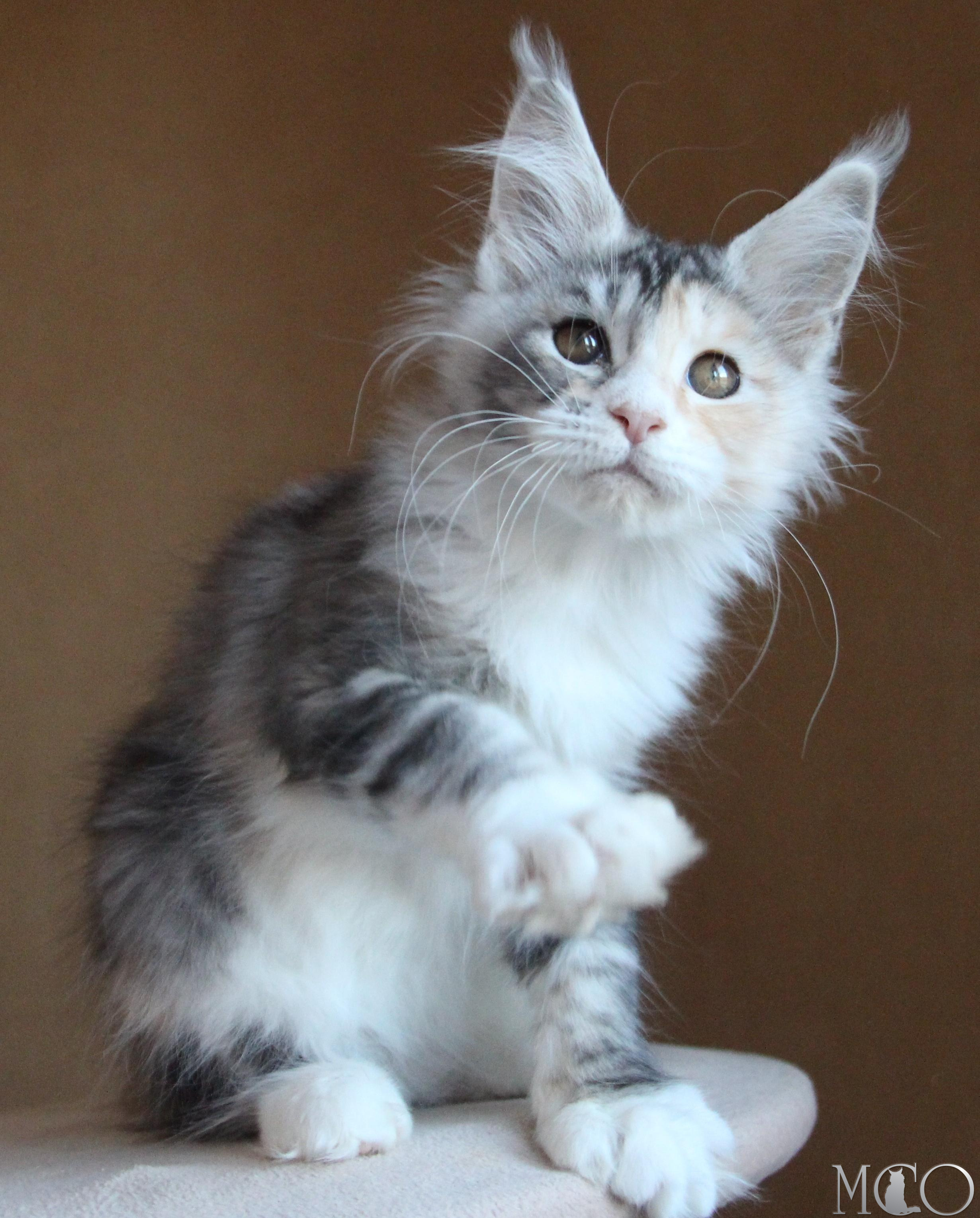 Купить котенка Мейн кун Coquette, fs 22 09