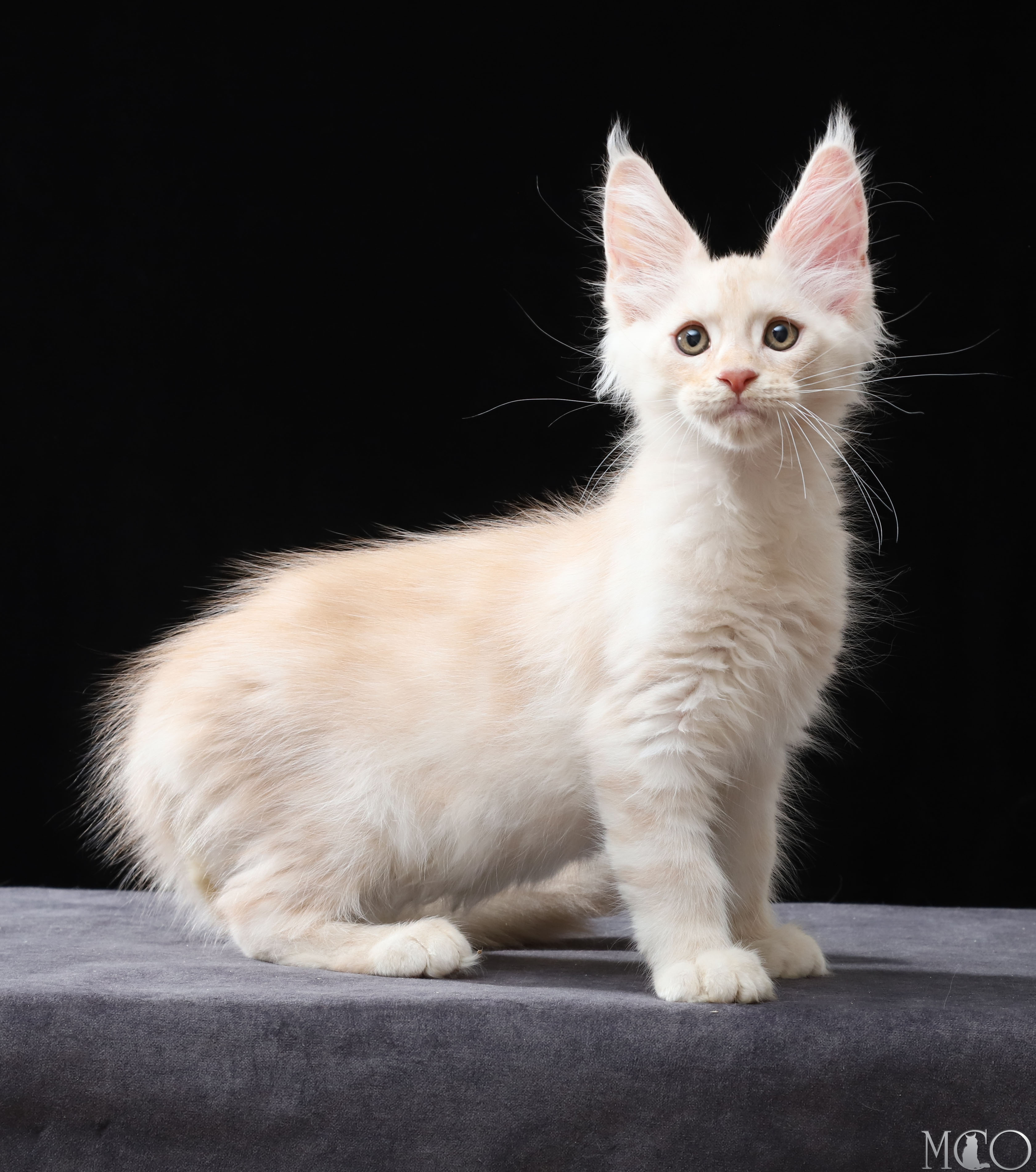 Купить котенка Мейн кун Vittorio, es 22