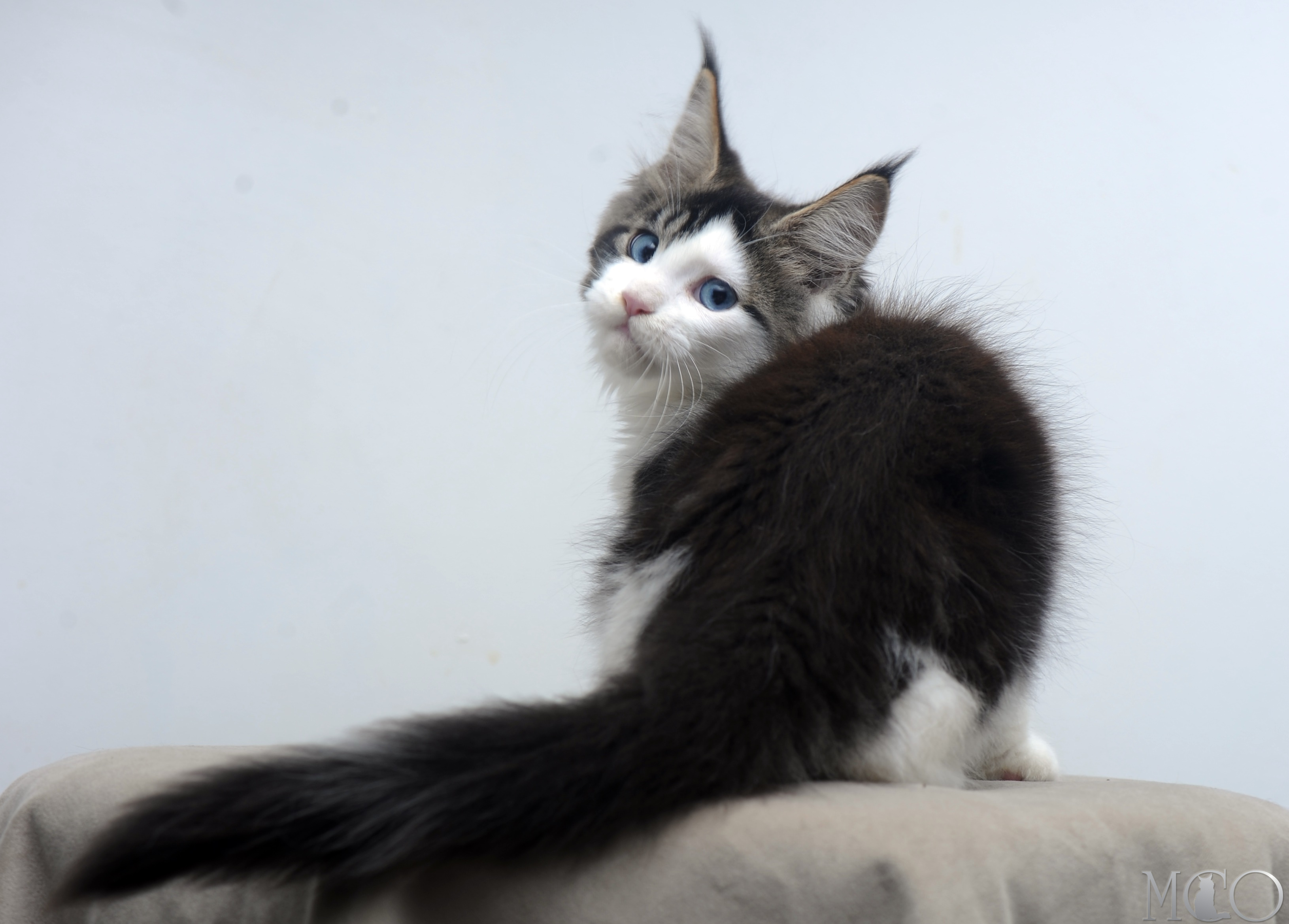 Купить котенка Мейн кун Vanessa (Голубоглазая), n2203