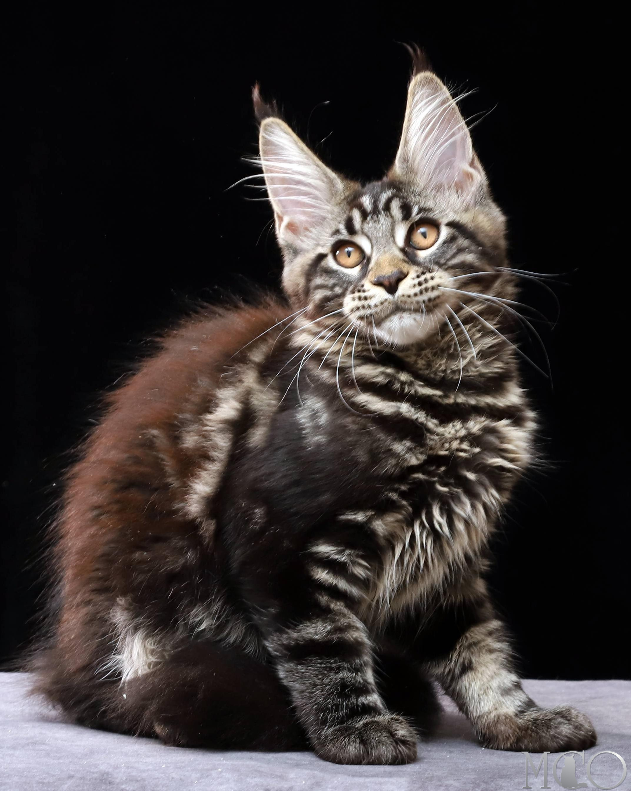 Купить котенка Мейн кун Clementina, n 22