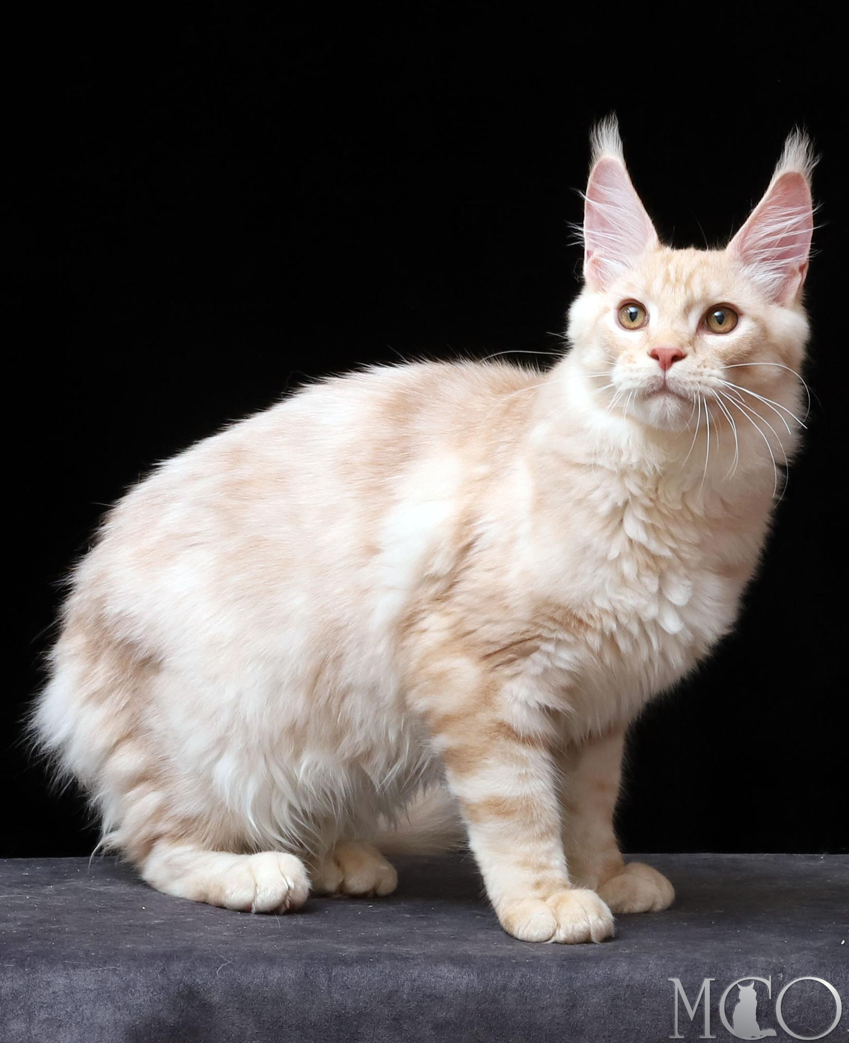 Купить котенка Мейн кун Quiller, es 22