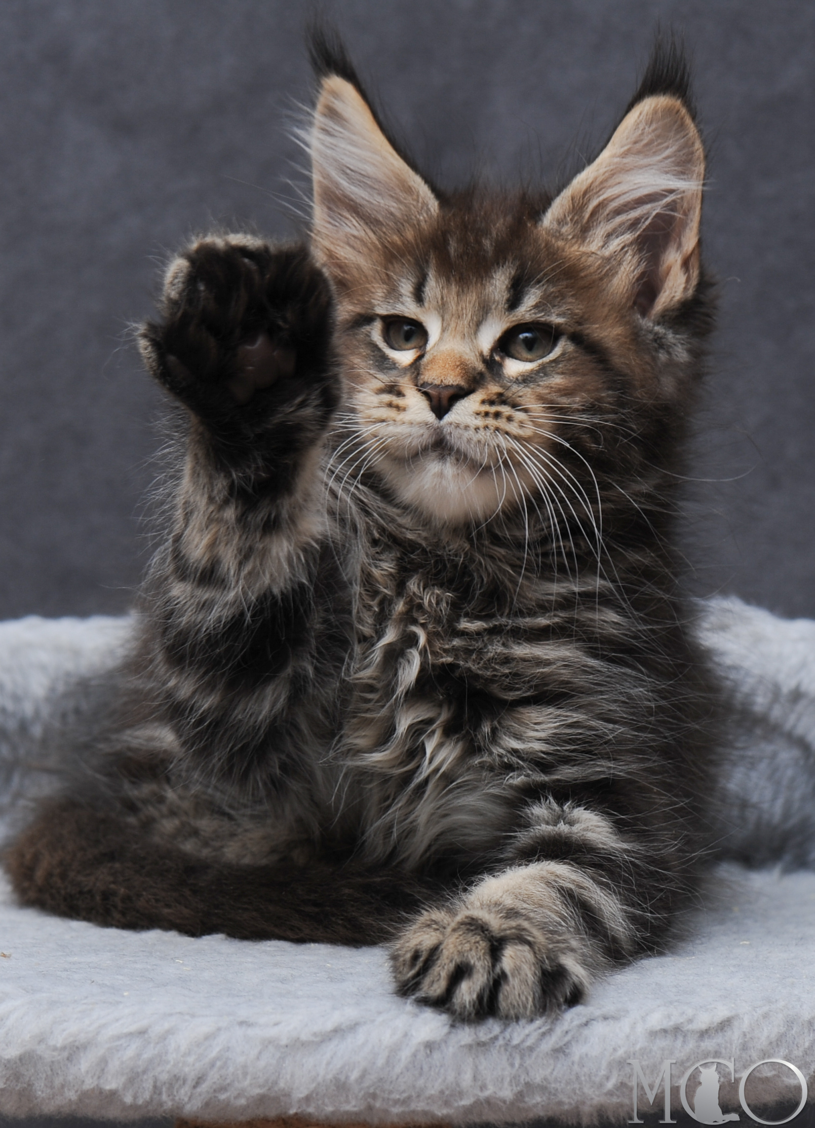 Купить котенка Мейн кун Garfy, n 22