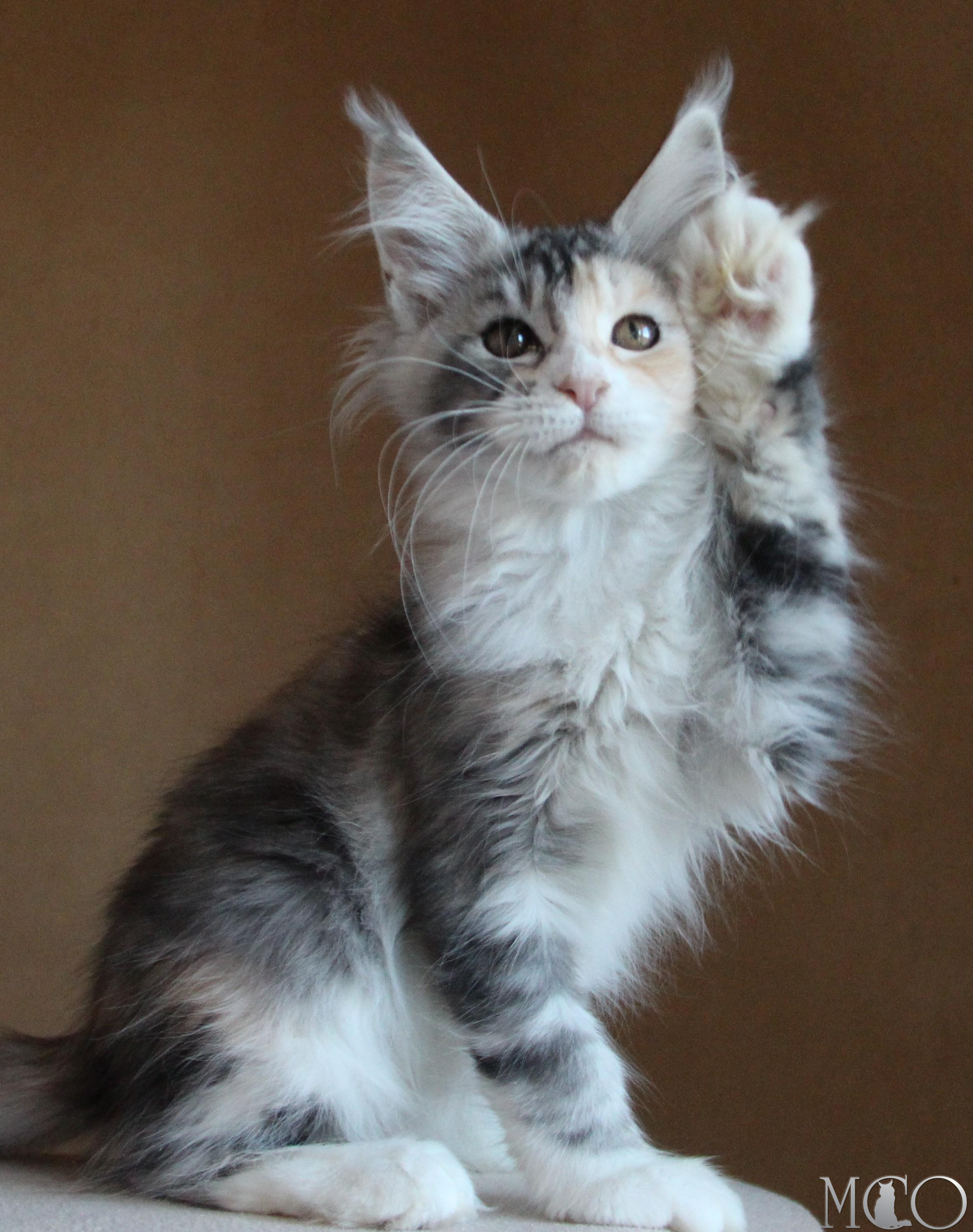 Купить котенка Мейн кун Coquette, fs 22 09