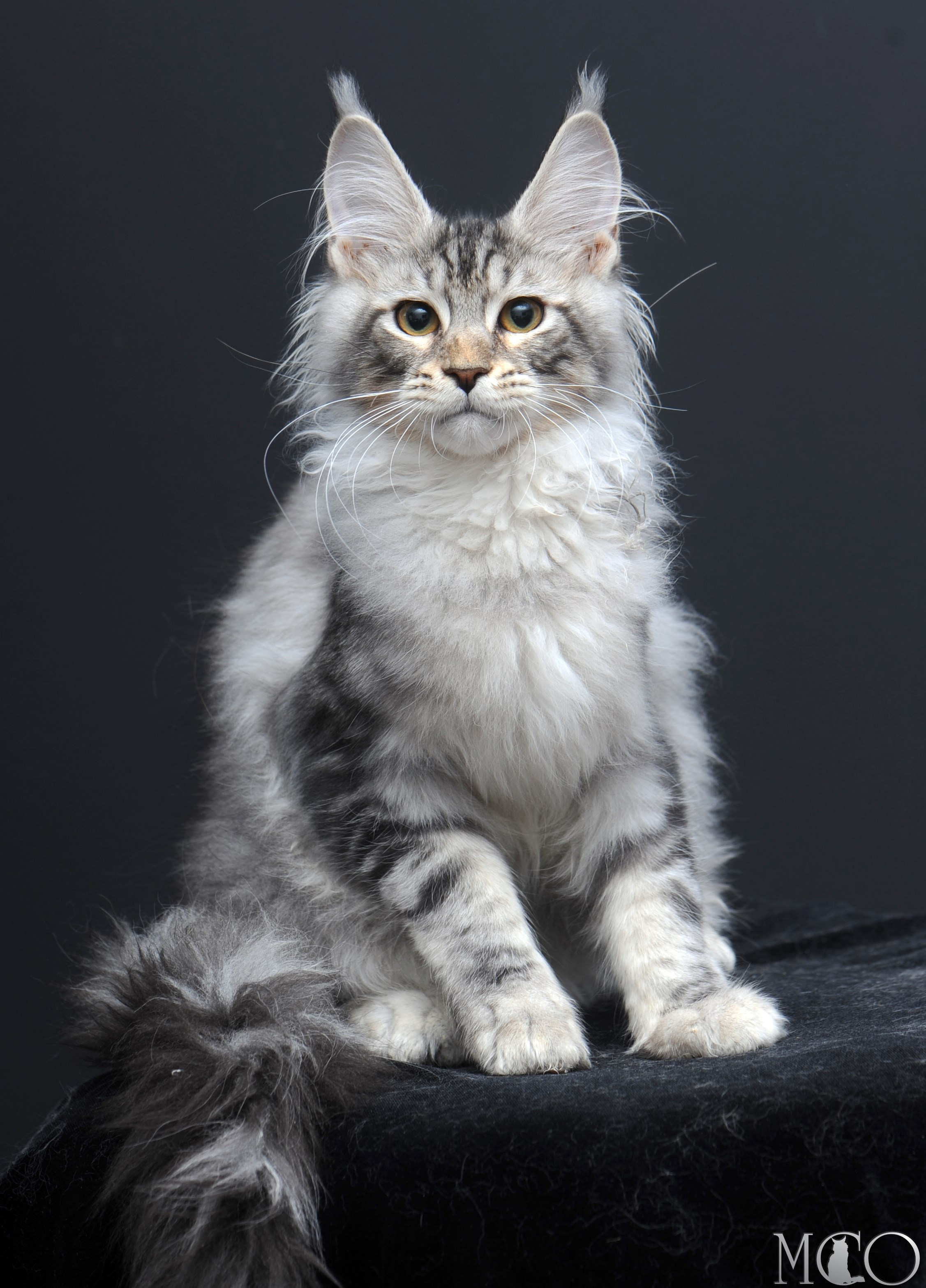 Купить котенка Мейн кун Selevester, ns22