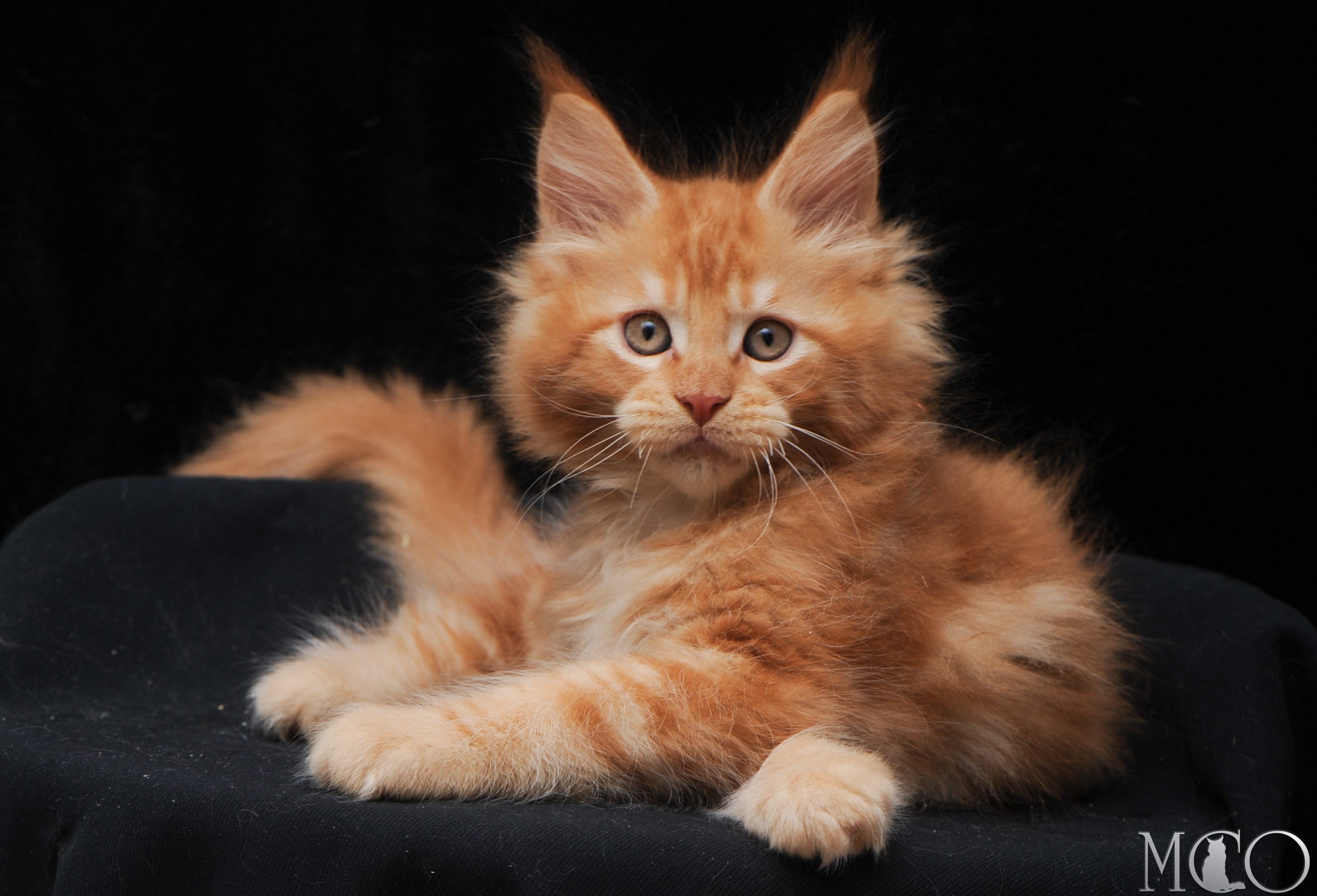 Купить котенка Мейн кун Elegant, d