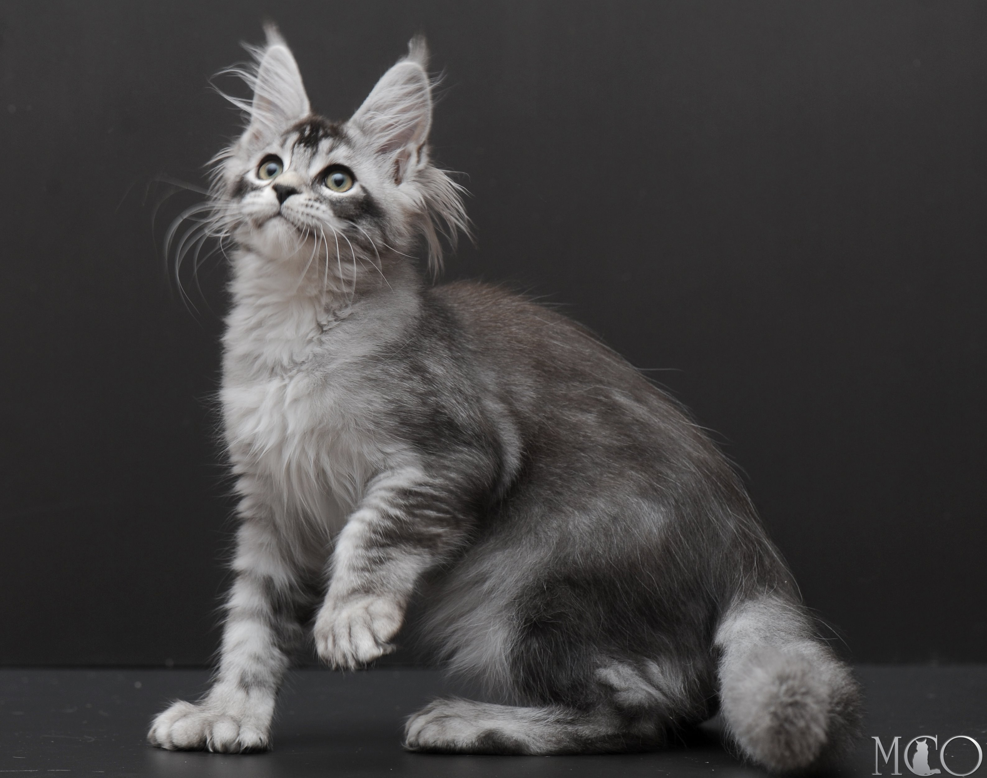 Купить котенка Мейн кун Kalila, ns 25