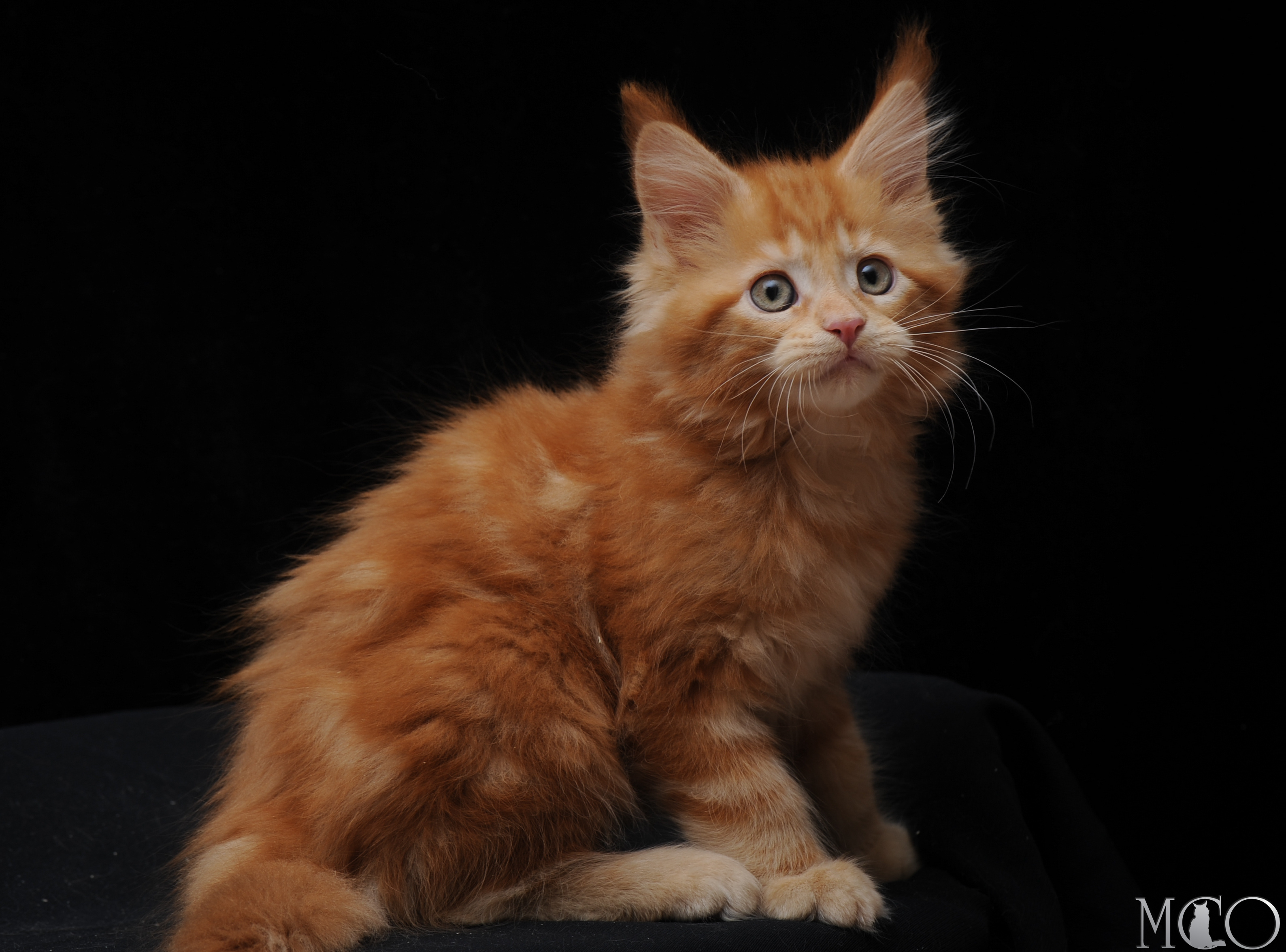 Купить котенка Мейн кун Darsy, d