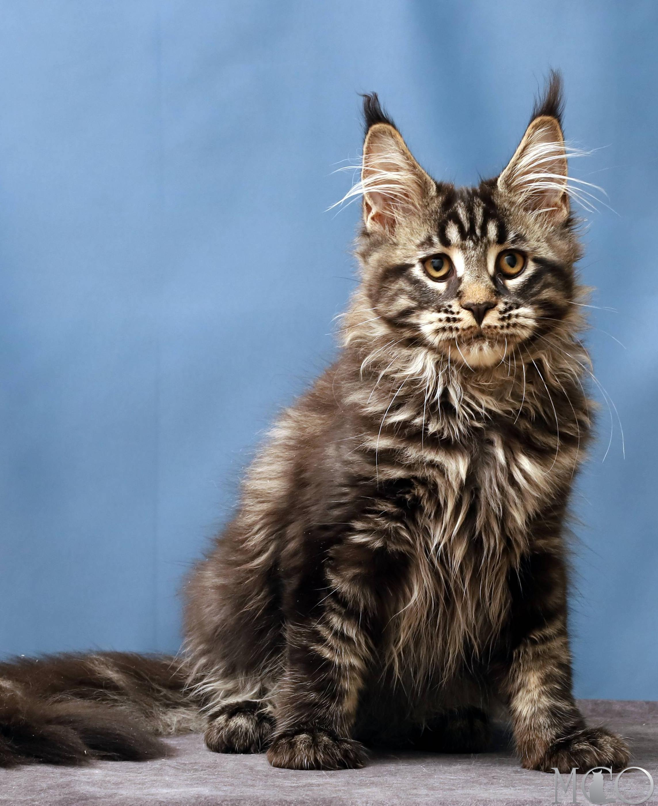 Купить котенка Мейн кун Chara, n 22