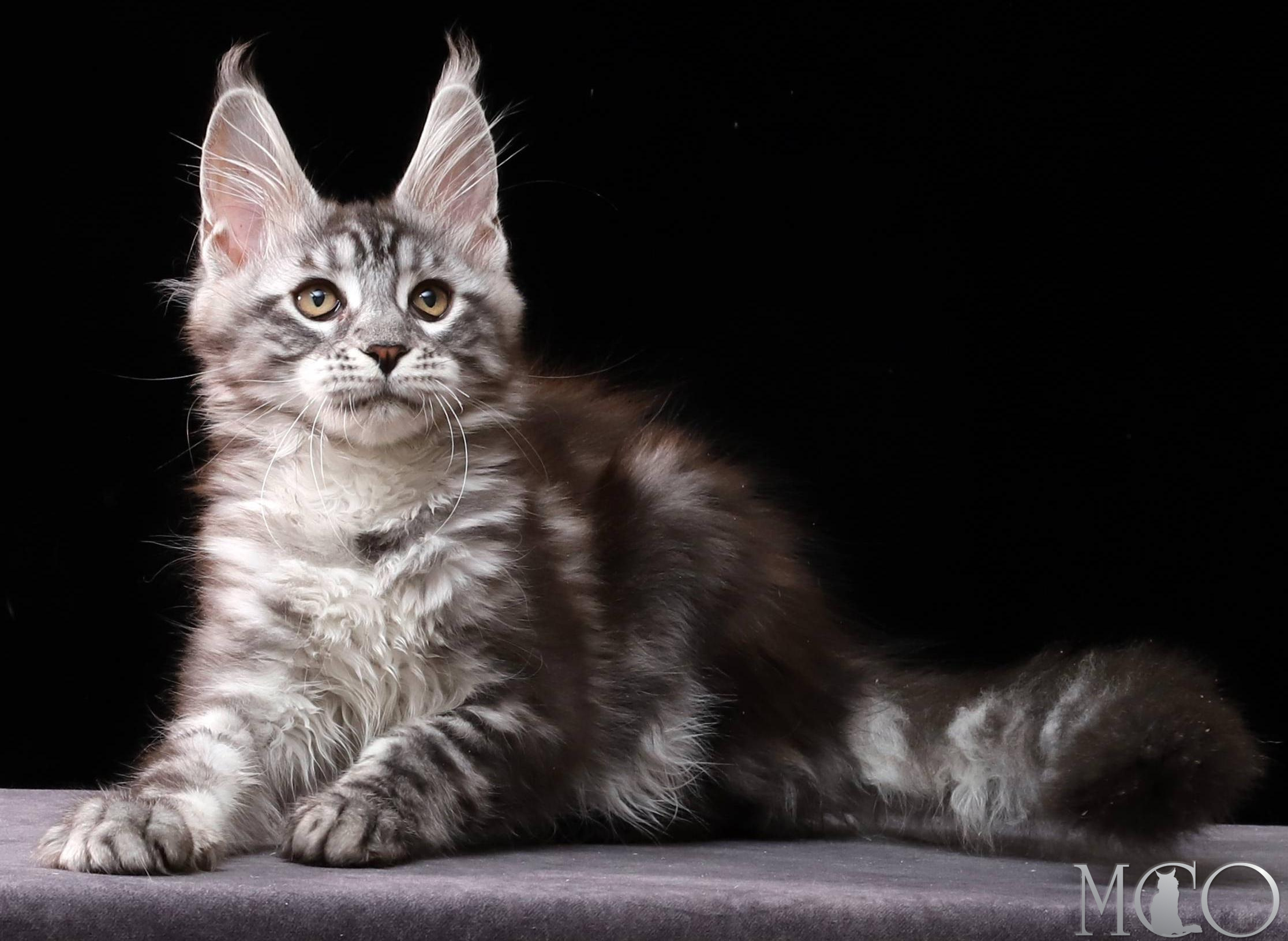 Купить котенка Мейн кун Cameron, ns 22