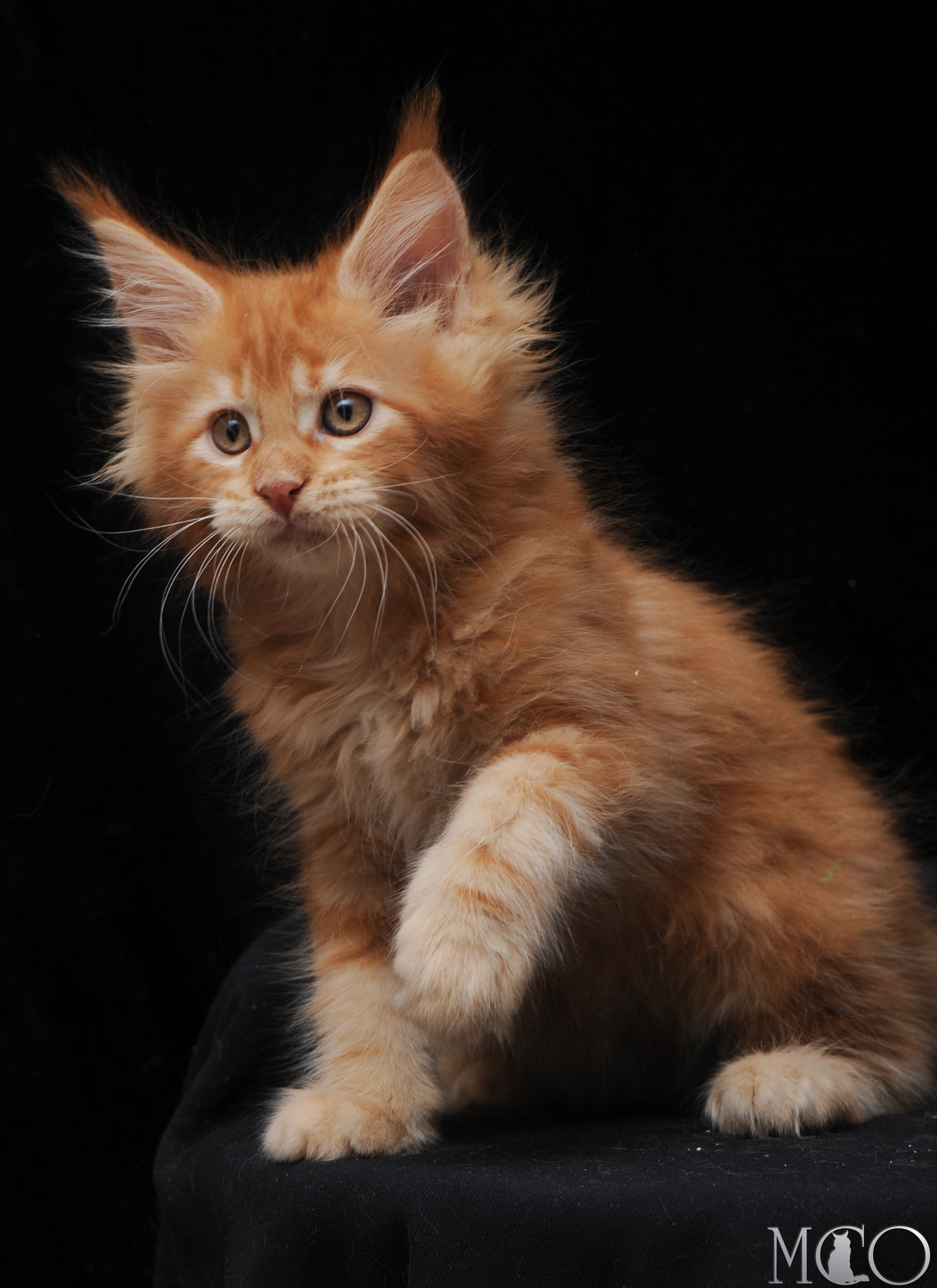 Купить котенка Мейн кун Elisey, d