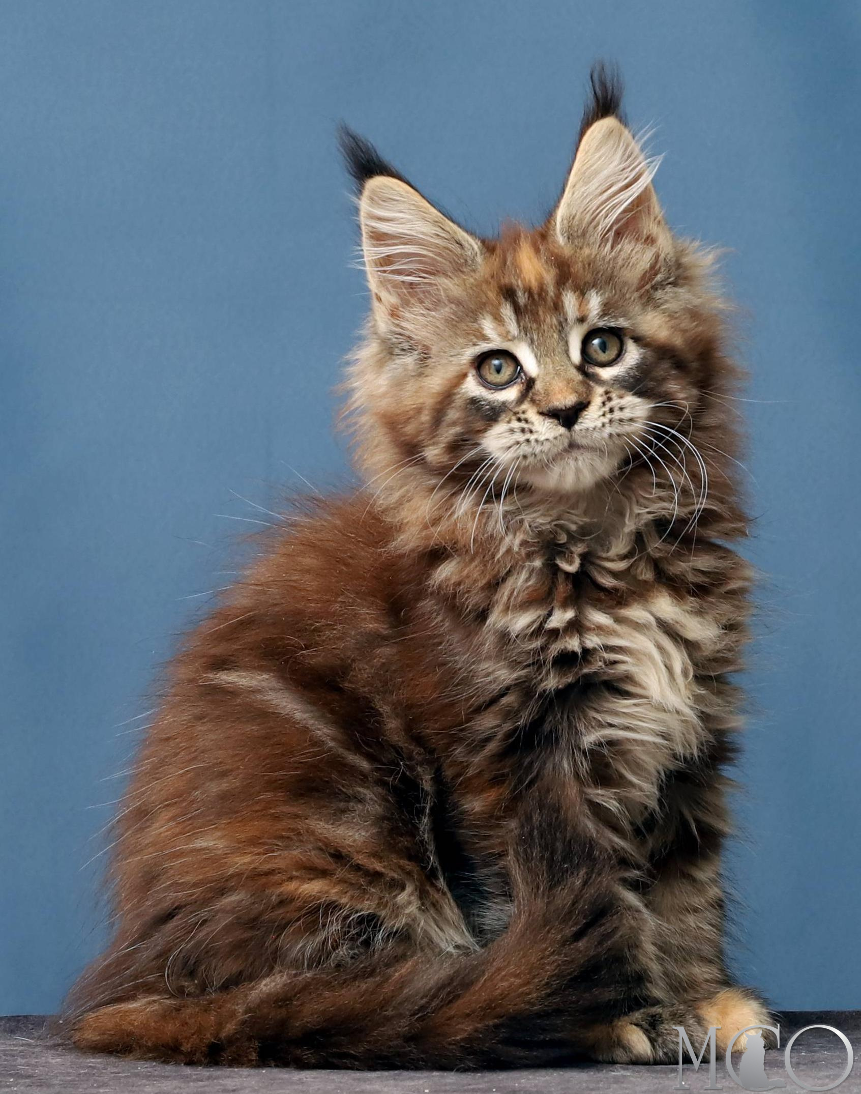Купить котенка Мейн кун Hanna, f 22