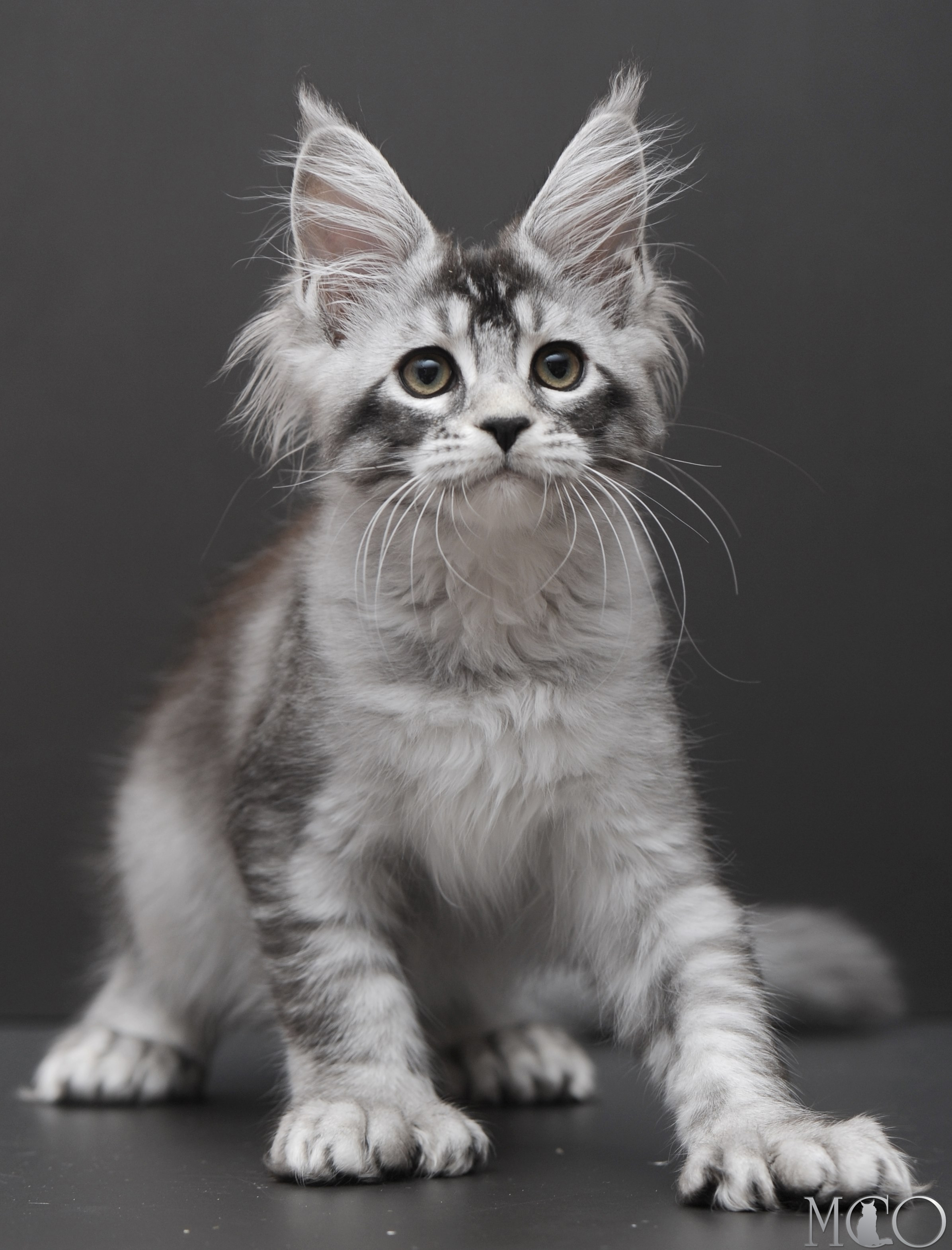 Купить котенка Мейн кун Kalila, ns 25